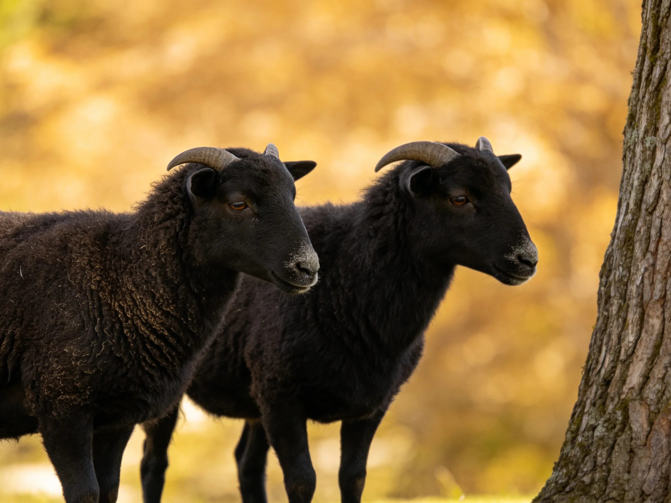 Two black horned sheep stand beside a tree in golden light
