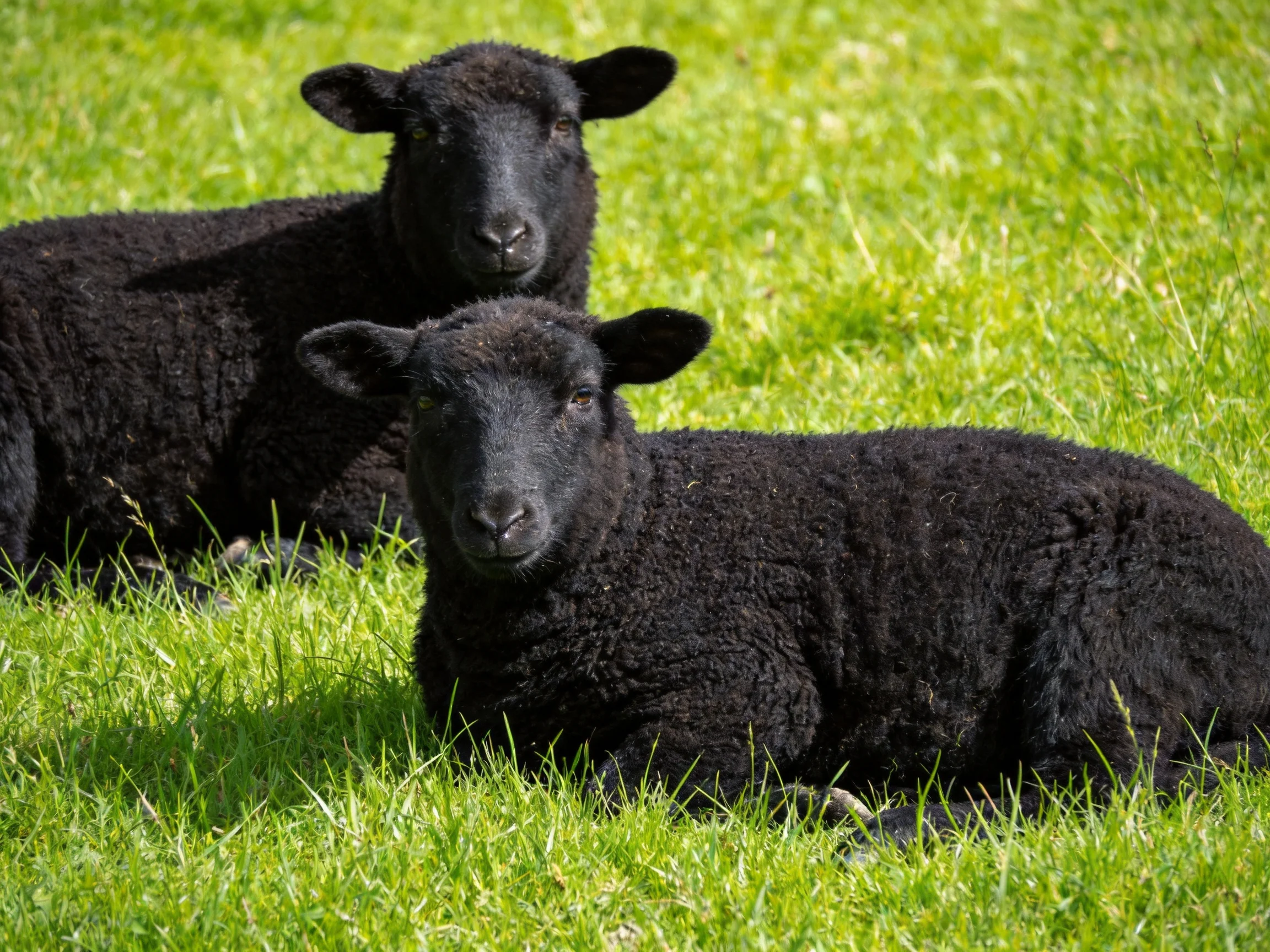 Two black lambs resting on lush green grass