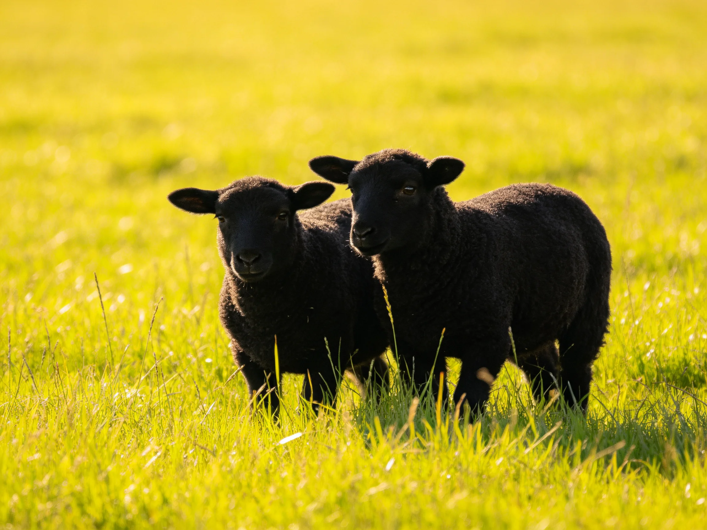 Two black lambs standing in a sunlit green meadow