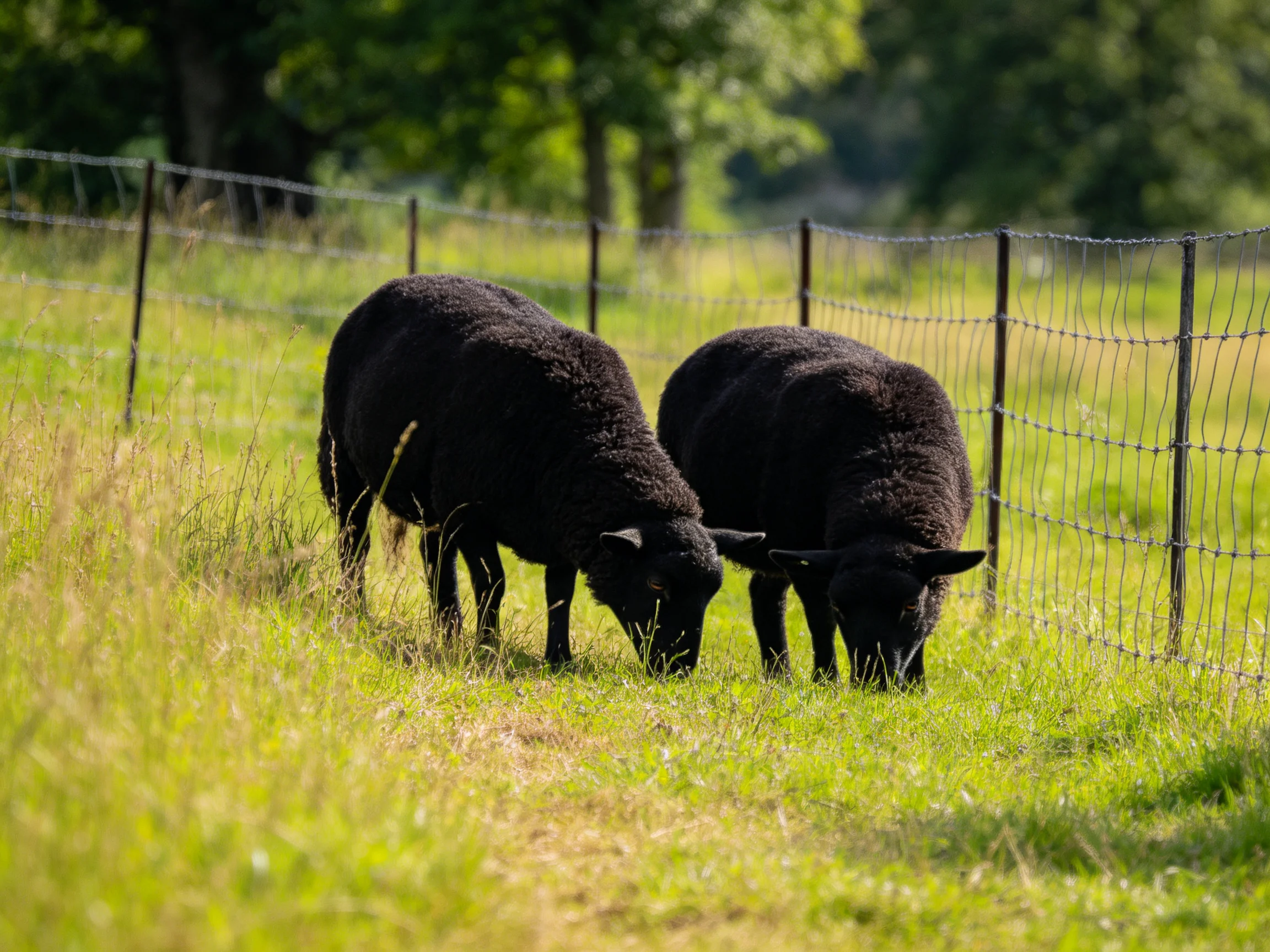 Two black sheep graze in a lush green pasture near a wire fence