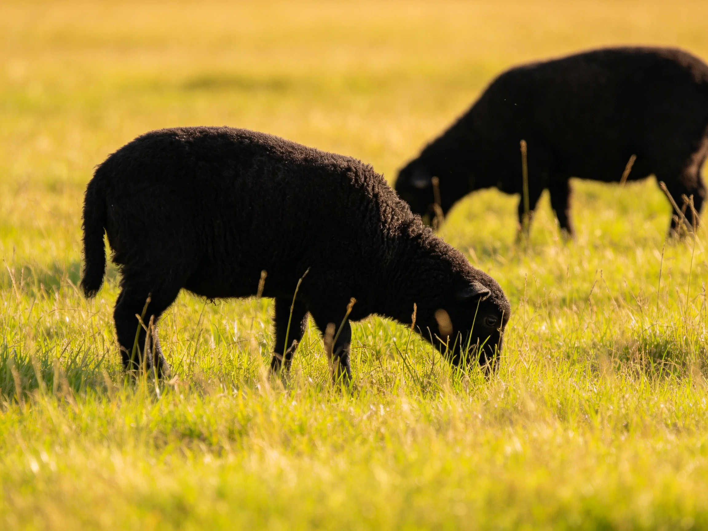 Black sheep graze in a sunlit meadow with tall grass
