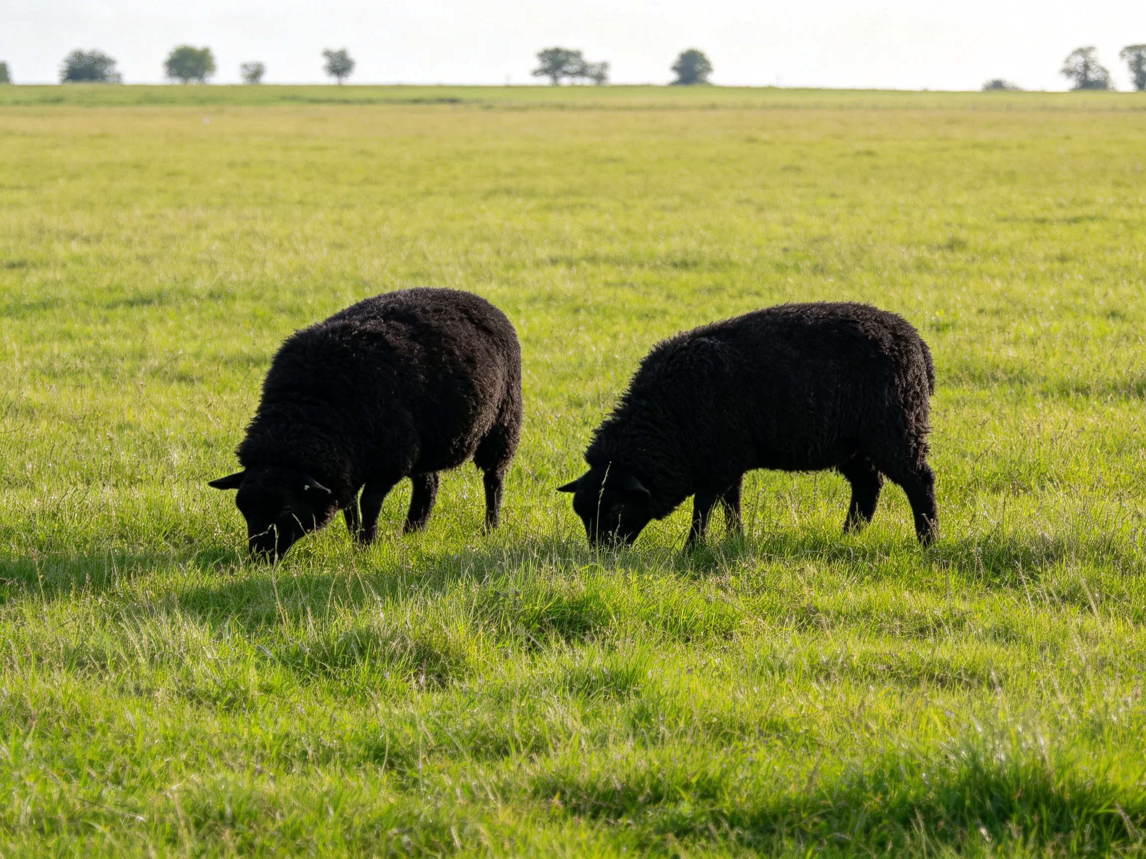 Two black sheep graze in a vast green pasture