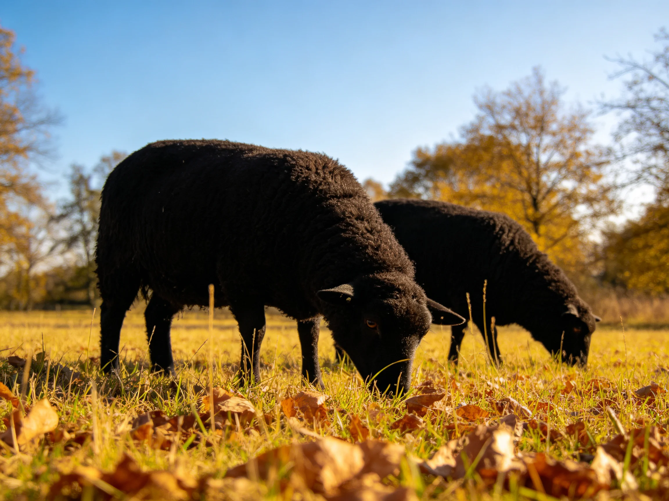 Two black sheep graze in an autumn field with golden foliage