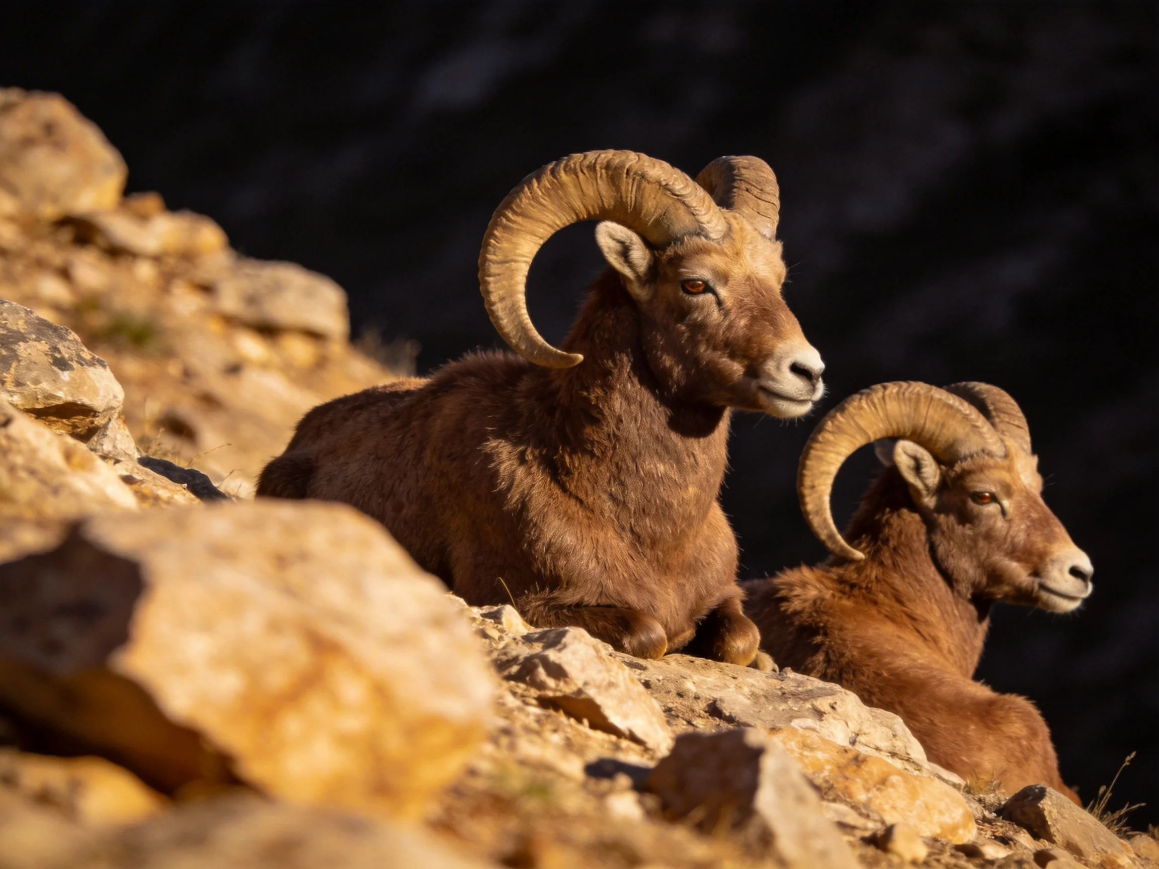 Two brown bighorn rams rest on sunlit rocky cliffs