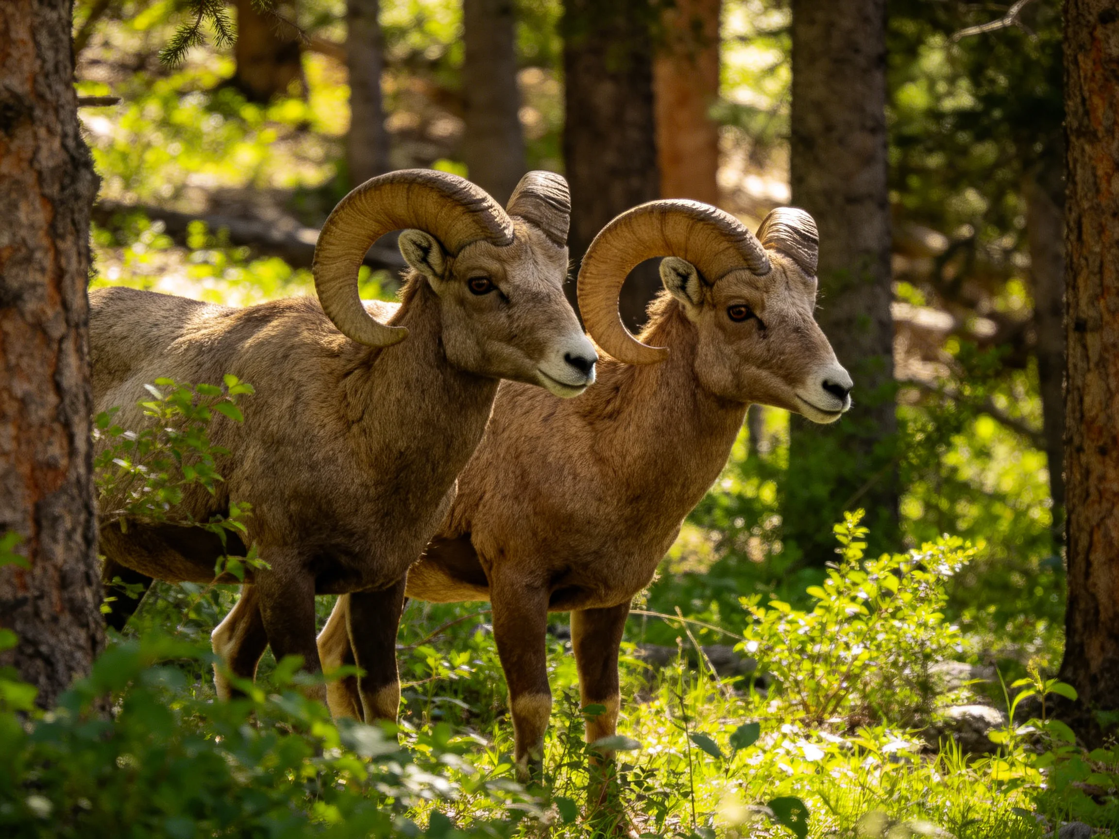 Two brown bighorn sheep with large curved horns in a sunlit forest