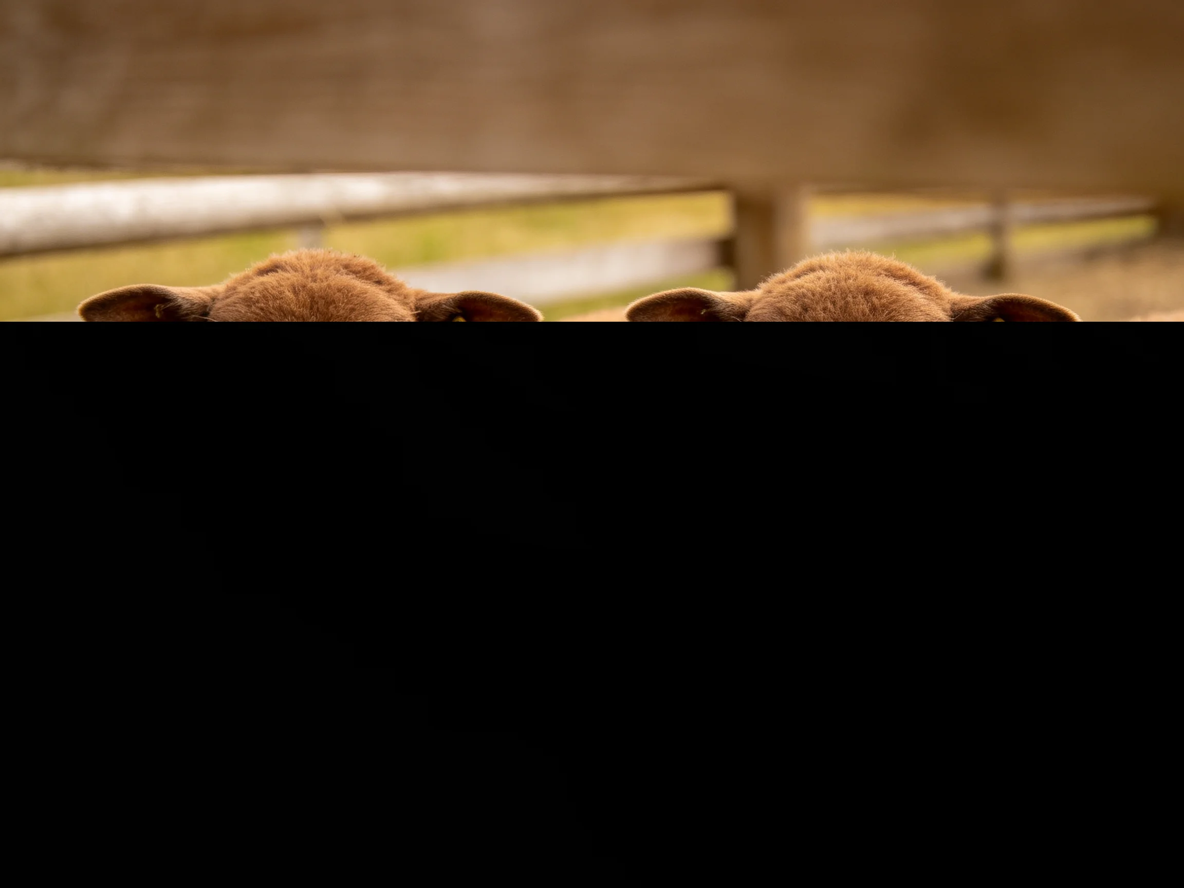 Two brown lambs peeking from behind a wooden structure