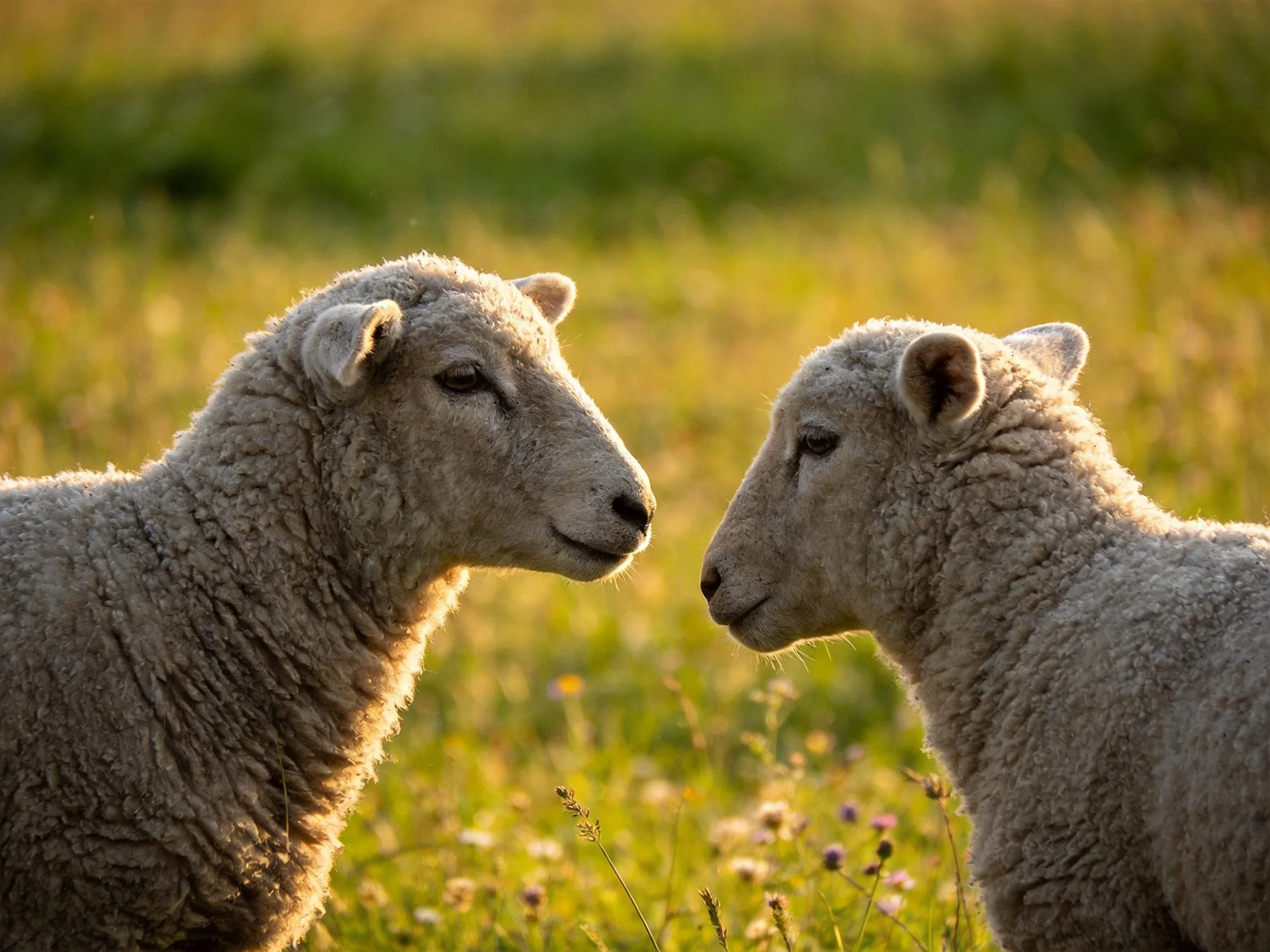 Two fluffy lambs face each other in a sun-drenched green field