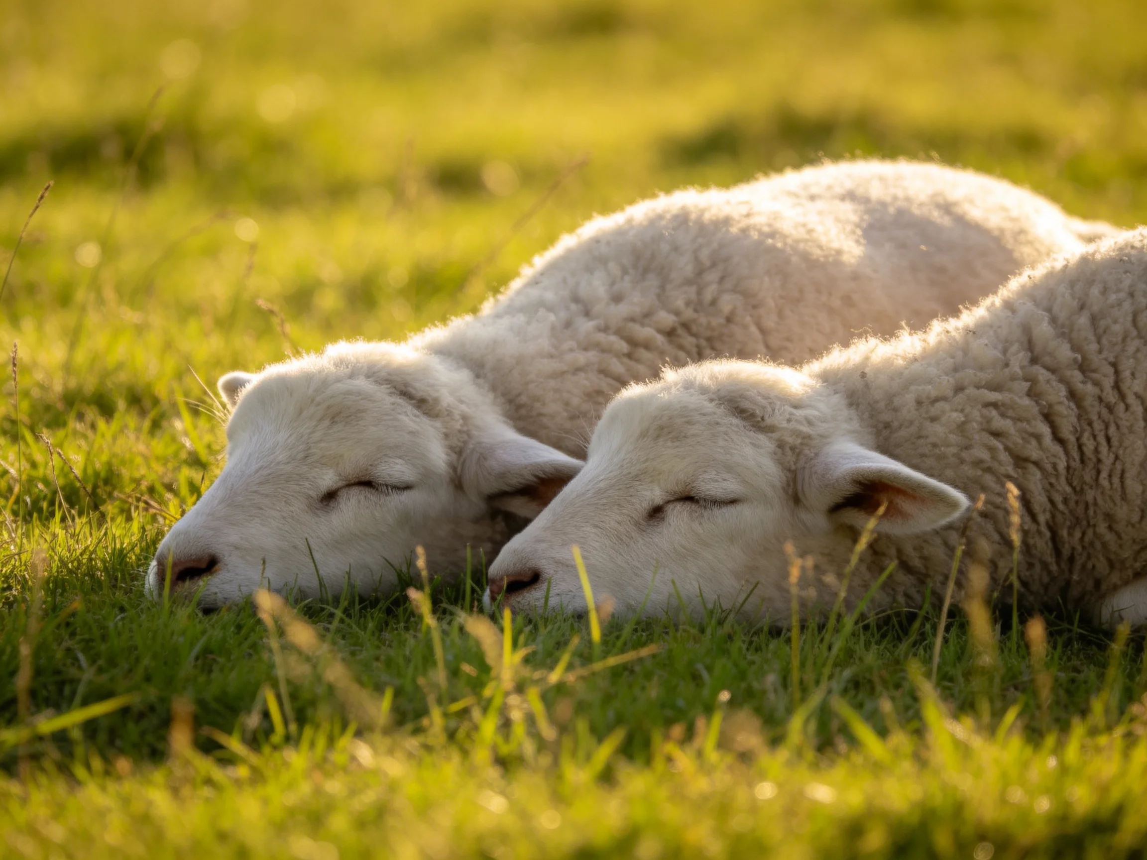 Two fluffy lambs sleep in sun-drenched green pasture