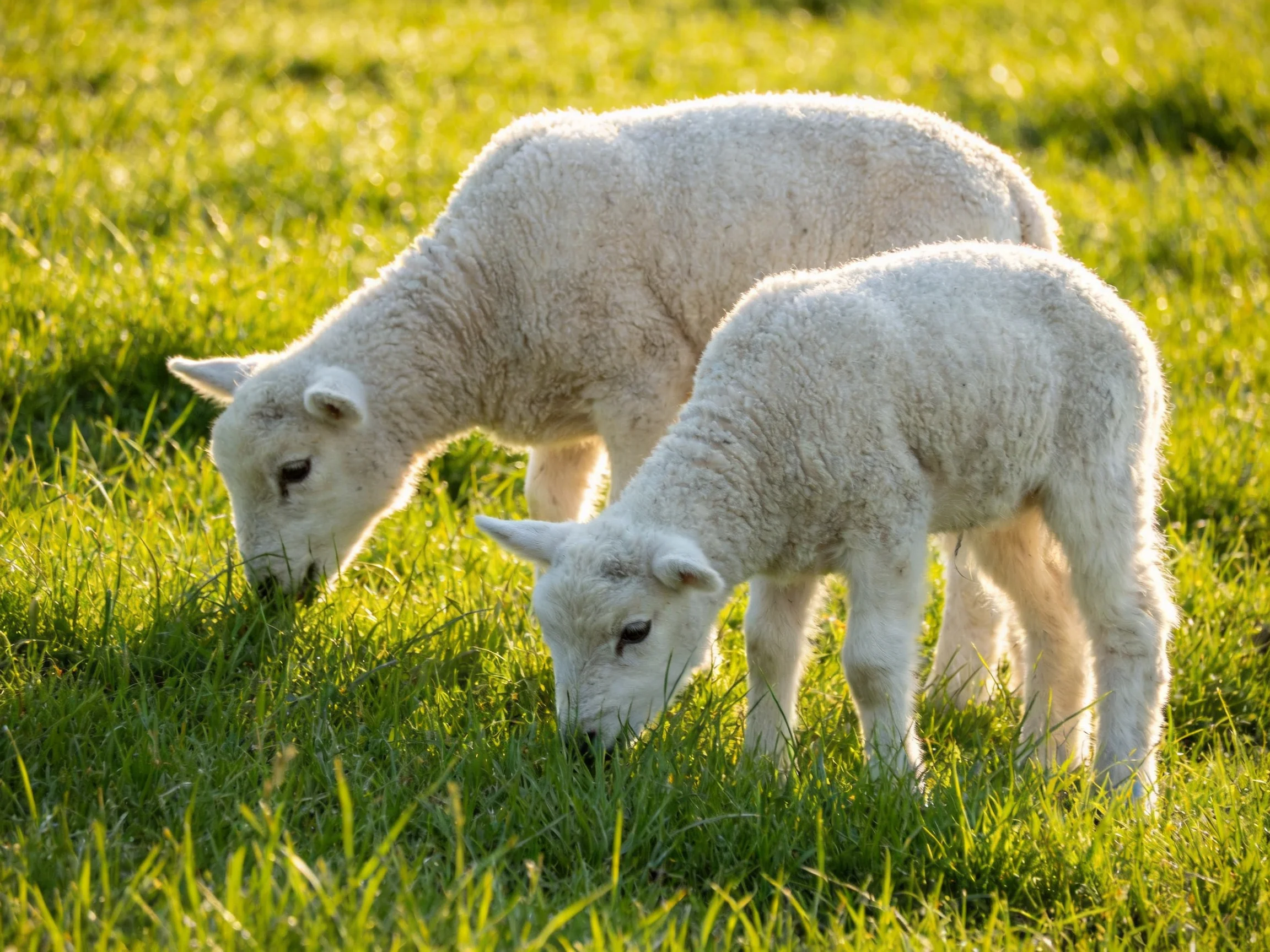 Two fluffy white lambs graze in a sunlit green meadow