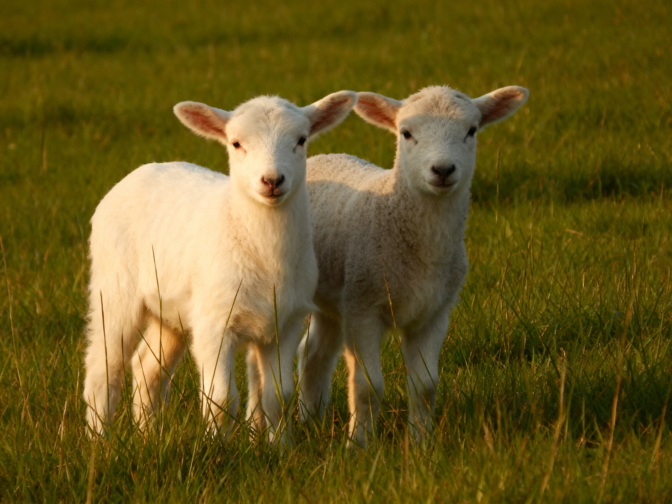 Two young sheep stand closely together in a sunlit grassy area.