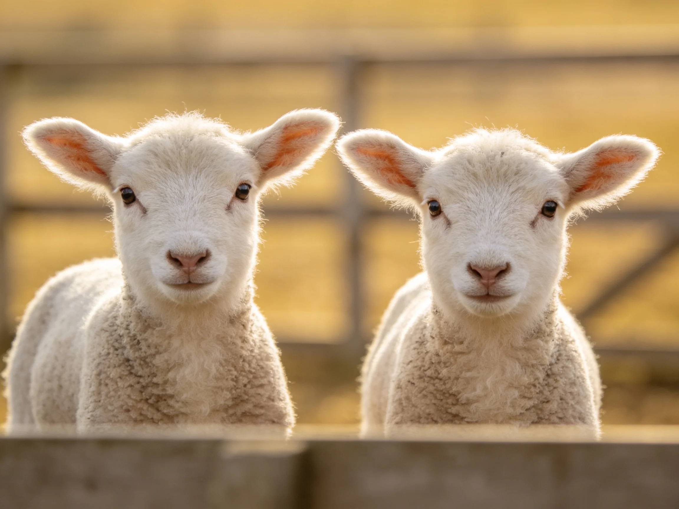 Two fluffy white lambs near a wooden fence in warm golden light