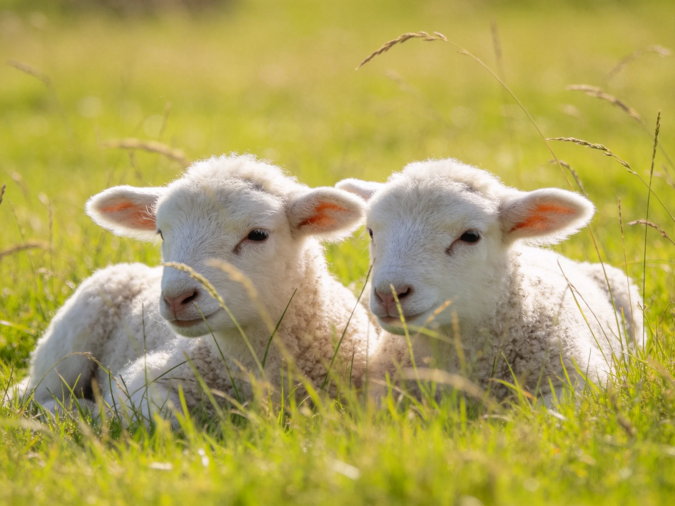Two fluffy white lambs rest in a sunlit green meadow