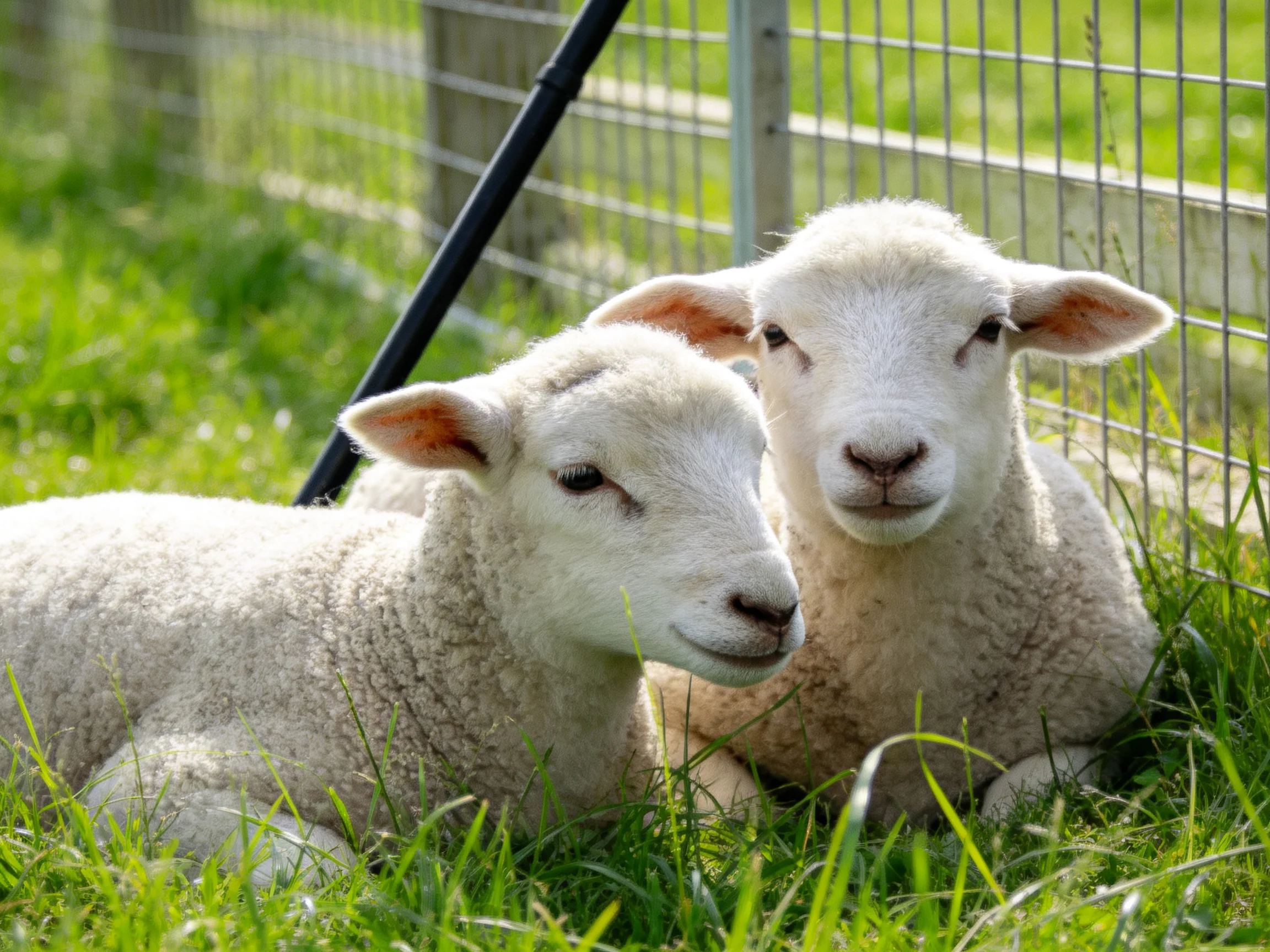 Two fluffy white lambs rest in lush green grass beside a wire fence