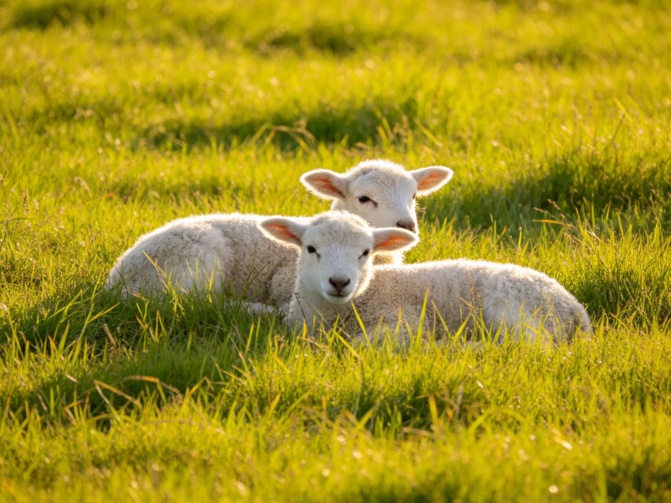 Two fluffy white lambs rest in sunlit golden-green grass
