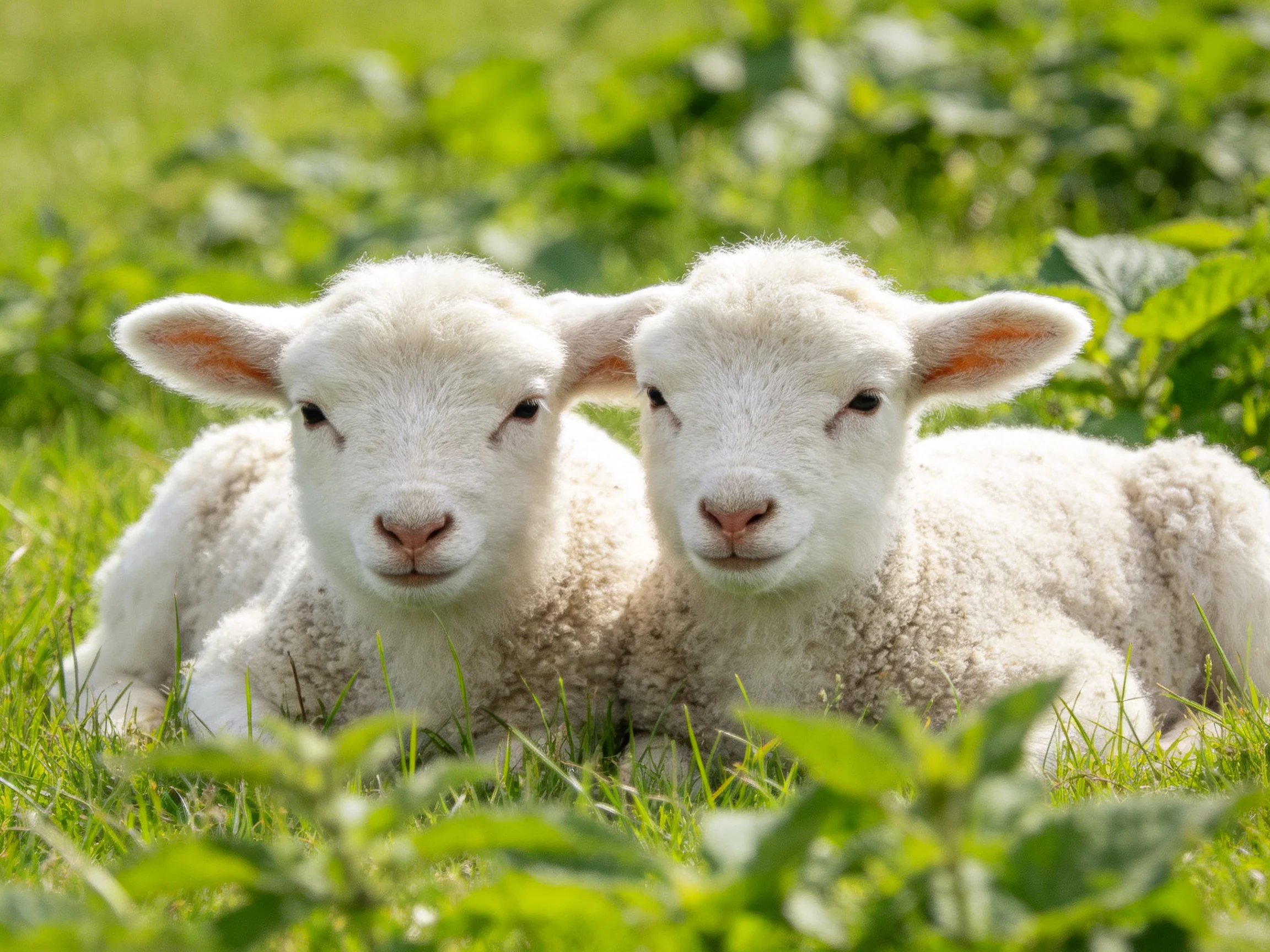 Two fluffy white lambs resting in lush green grass