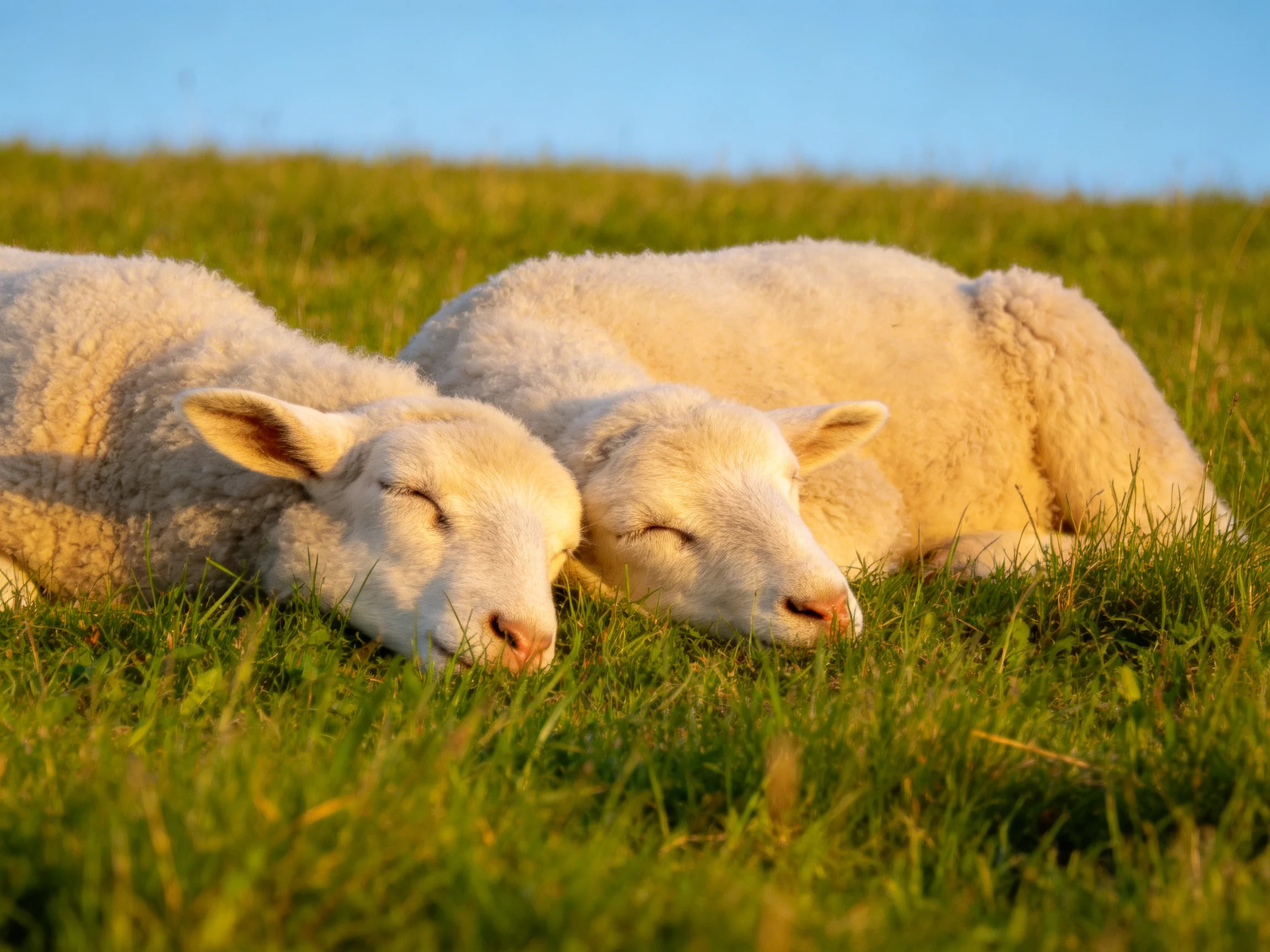 Two fluffy white lambs sleeping in sunlit green meadow