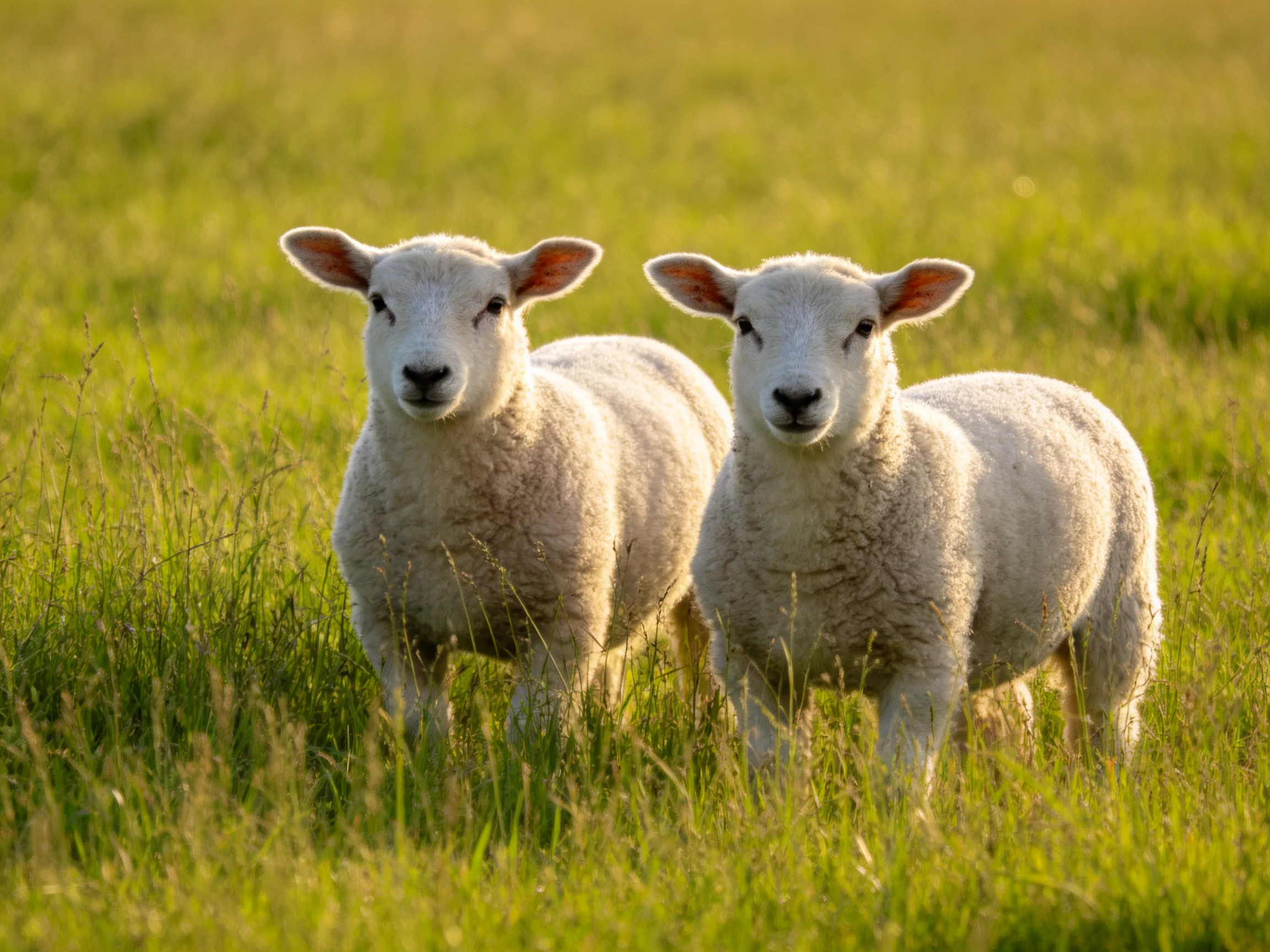 Two fluffy white lambs standing in a lush green meadow