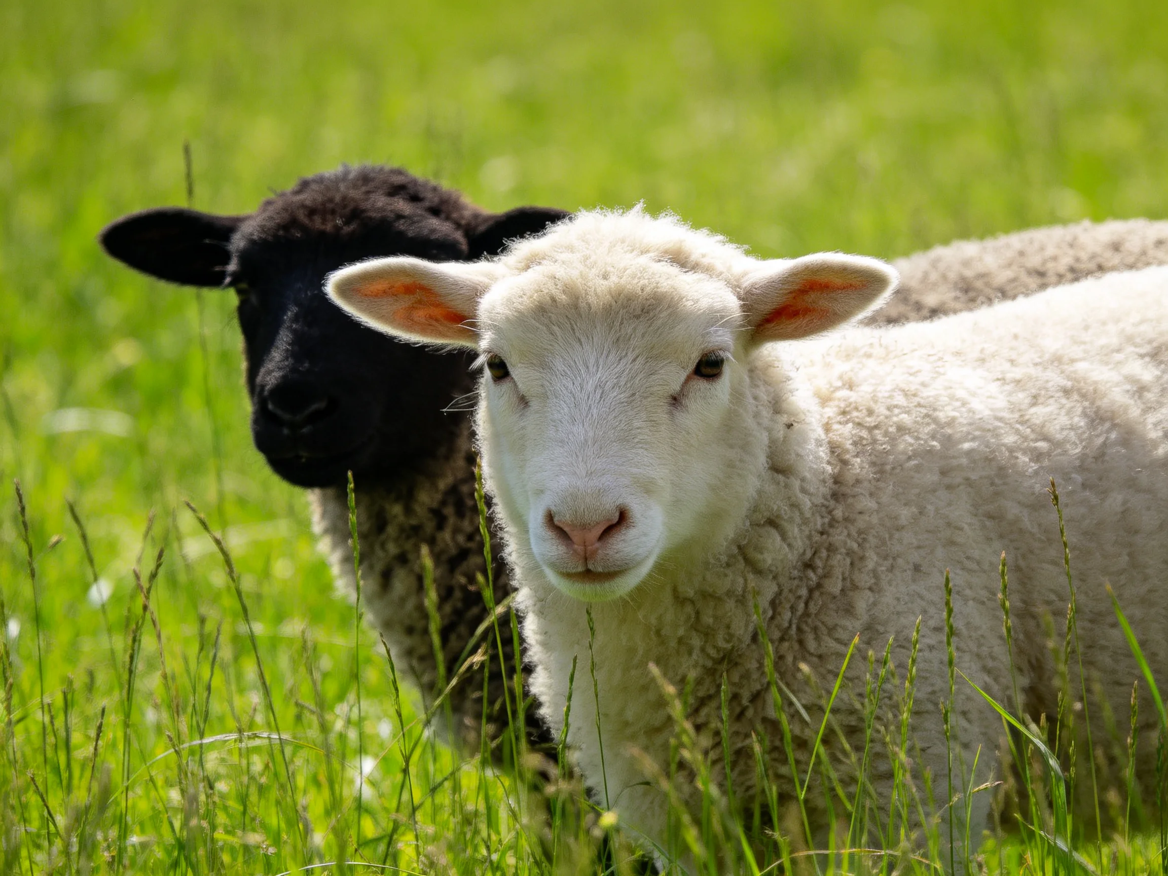 Two lambs, one black, one white, in a sunlit green pasture