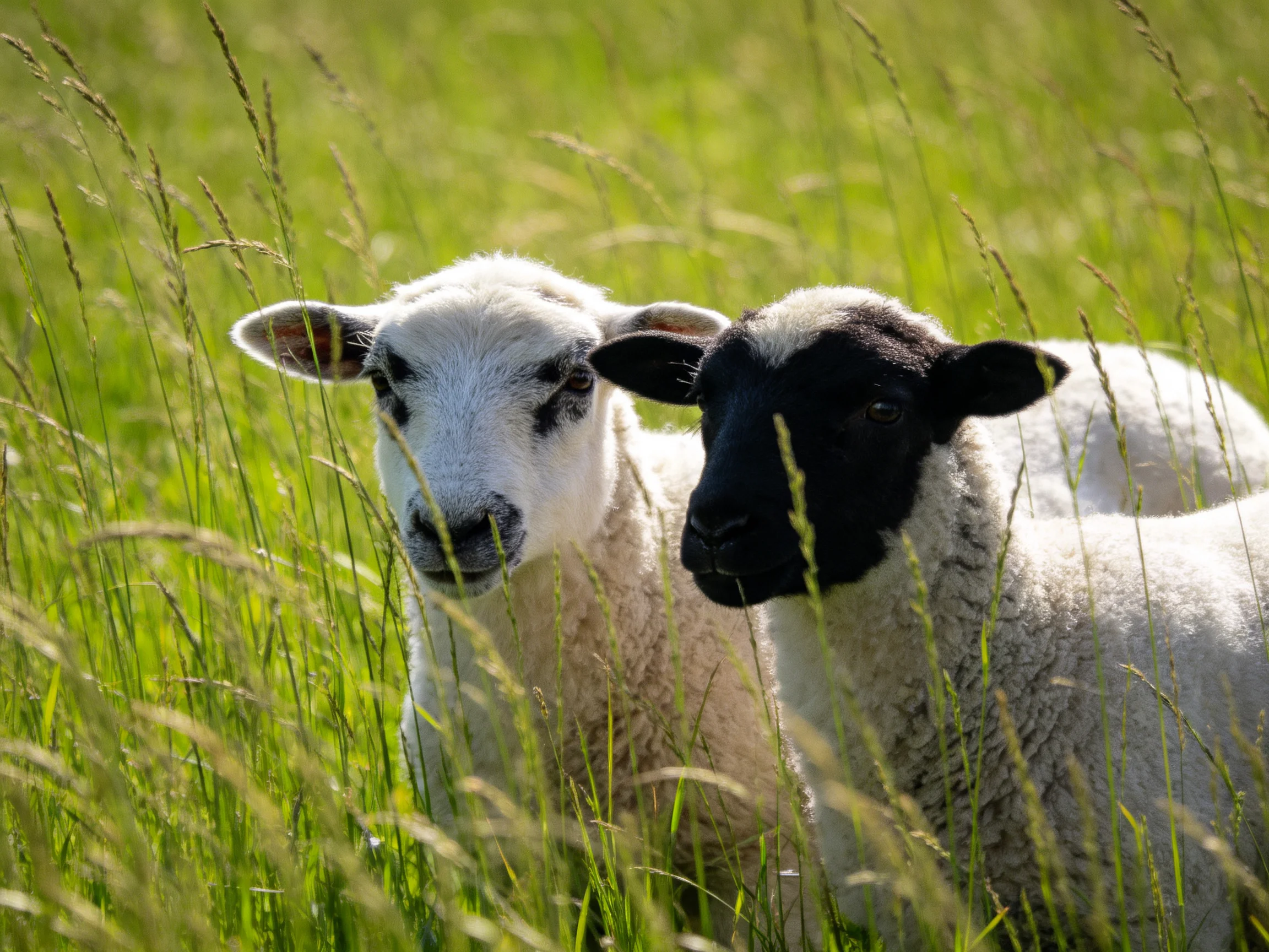 Two lambs, one white with dark patches, one black-faced, in lush green grass