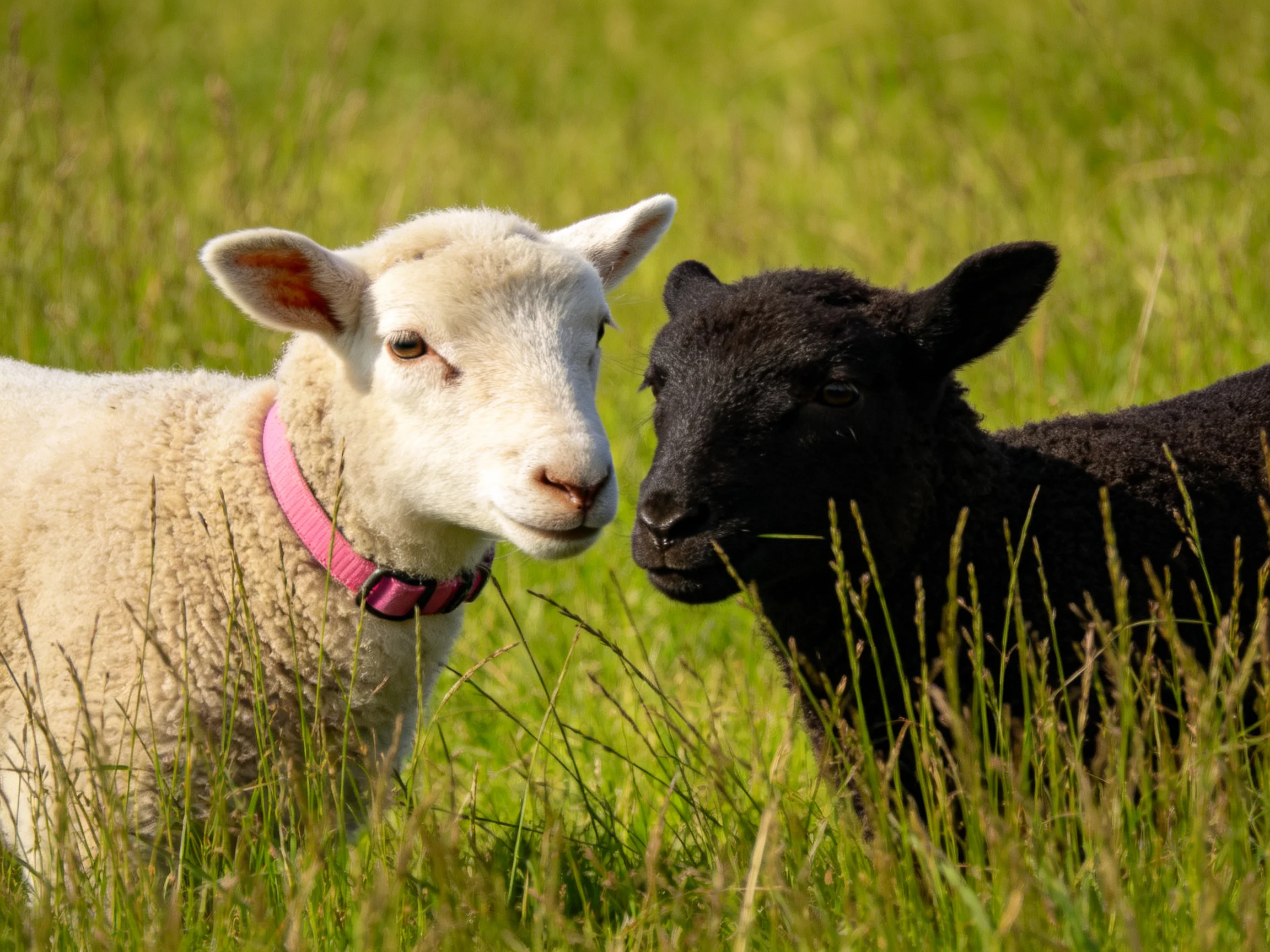 Two lambs, one white with pink collar, one black, in lush green grass