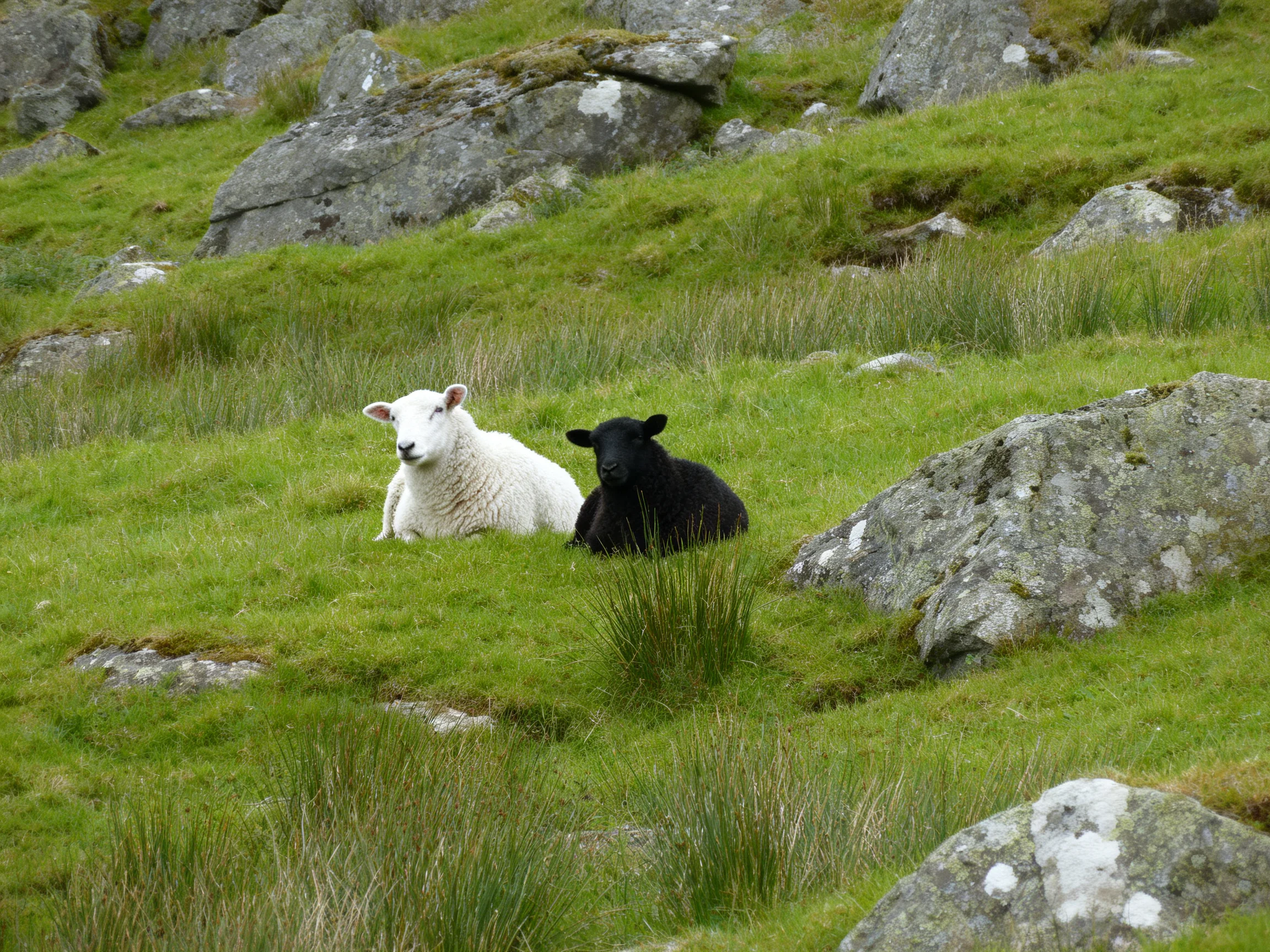 Two lambs rest amid rocky terrain with lush green grass