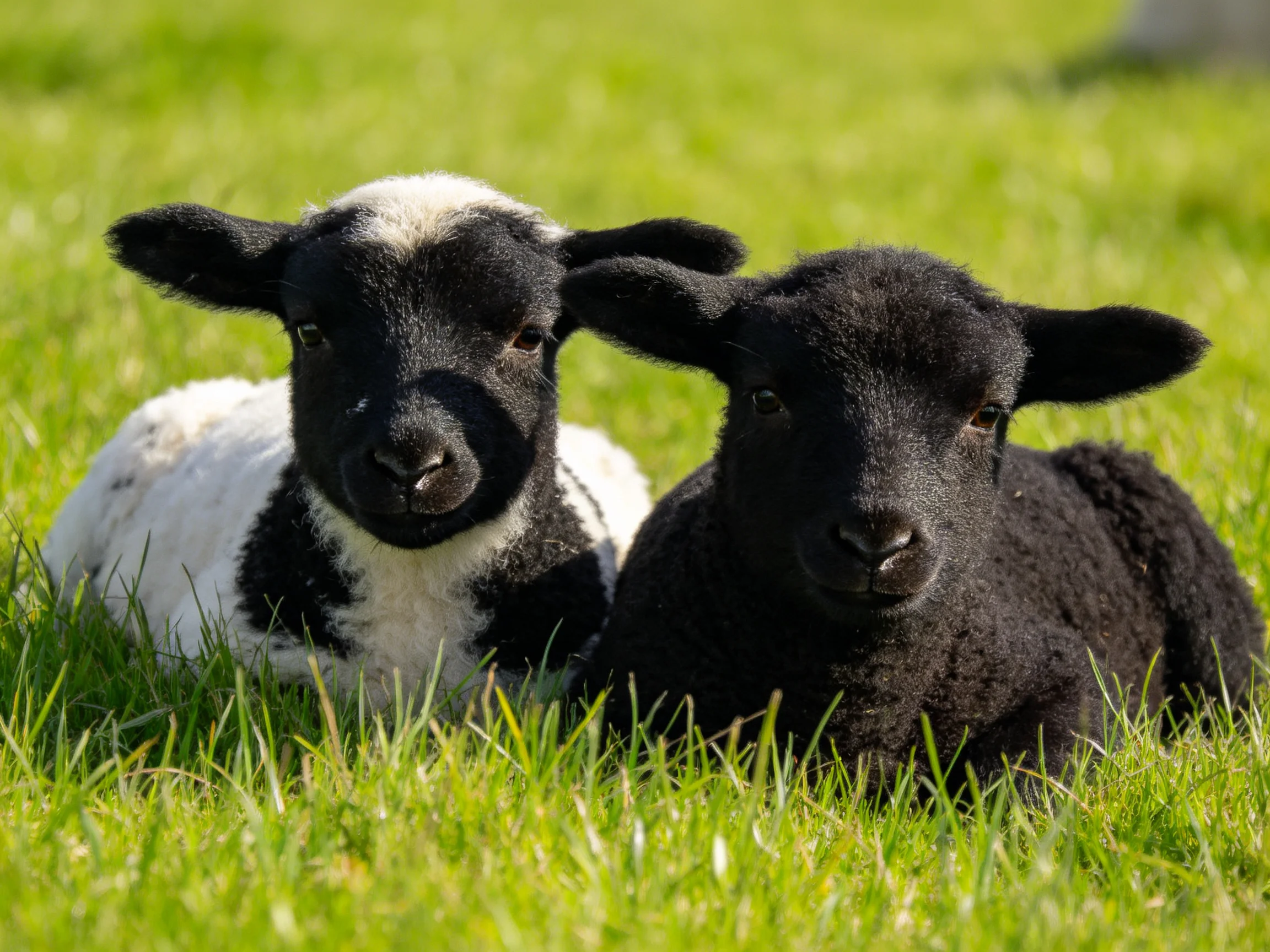 Two lambs rest in lush green grass, one solid black, one black-and-white