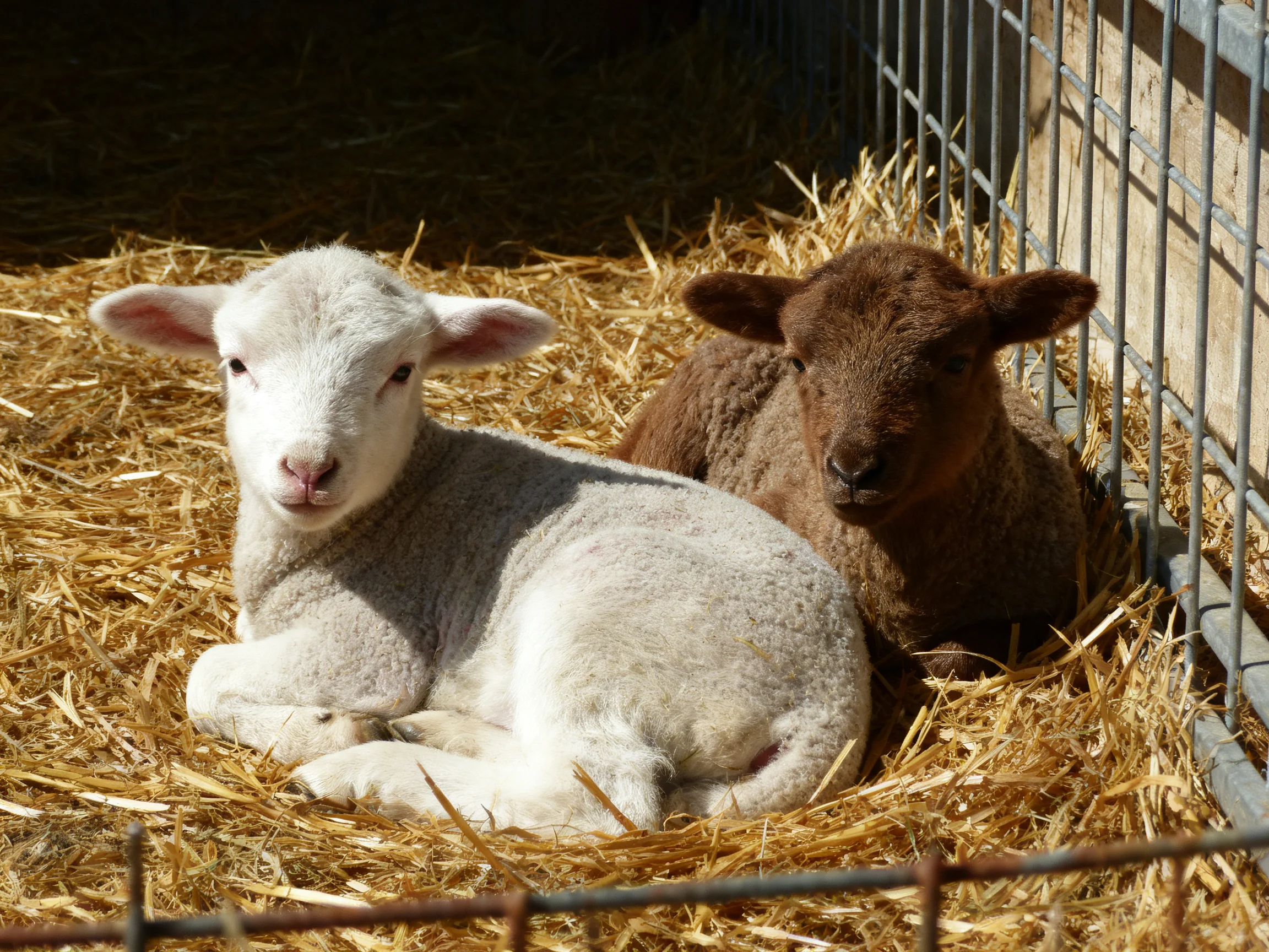 Two lambs resting on golden straw in a metal enclosure
