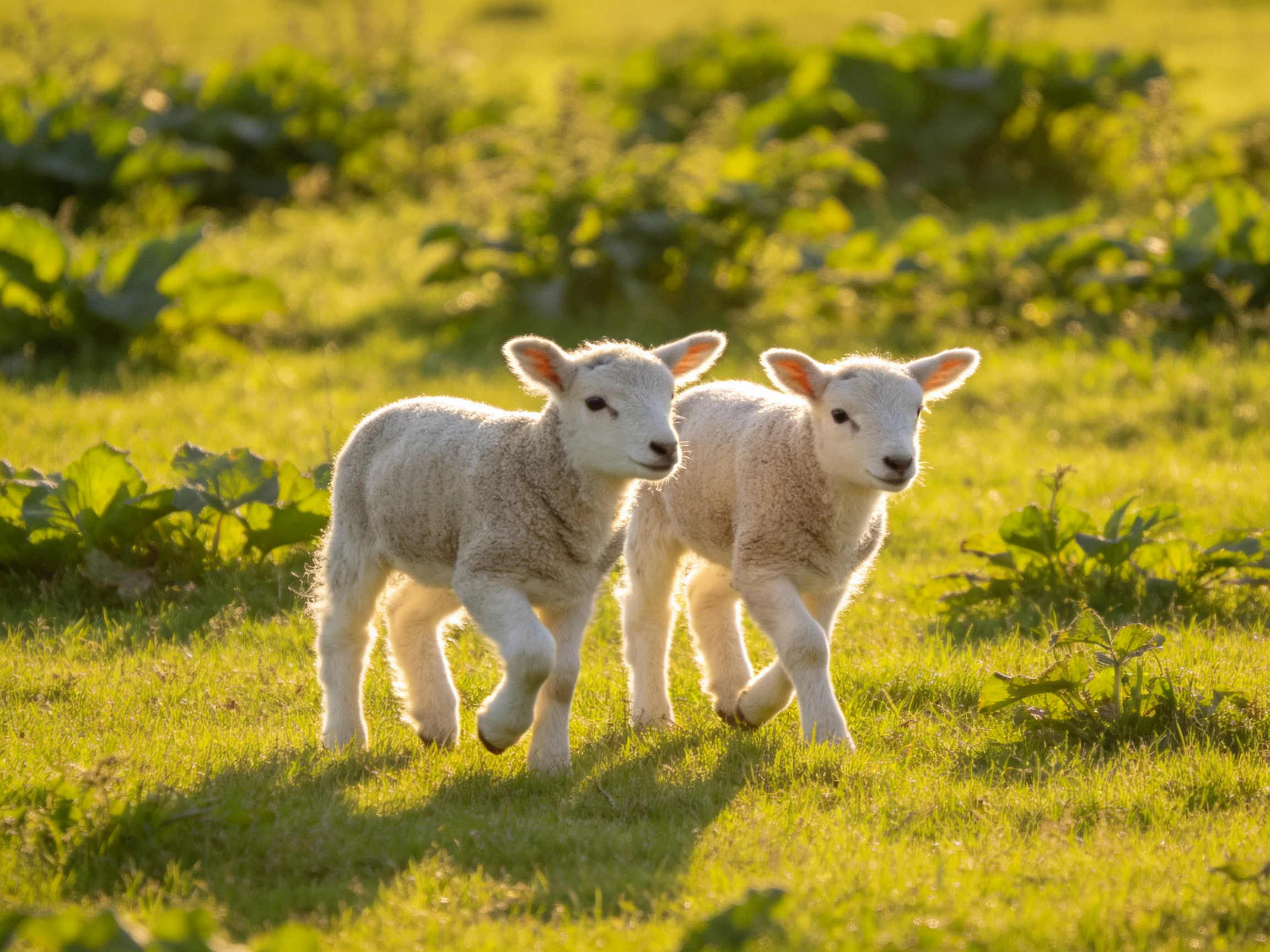 Two lambs stroll through a sunlit green pasture