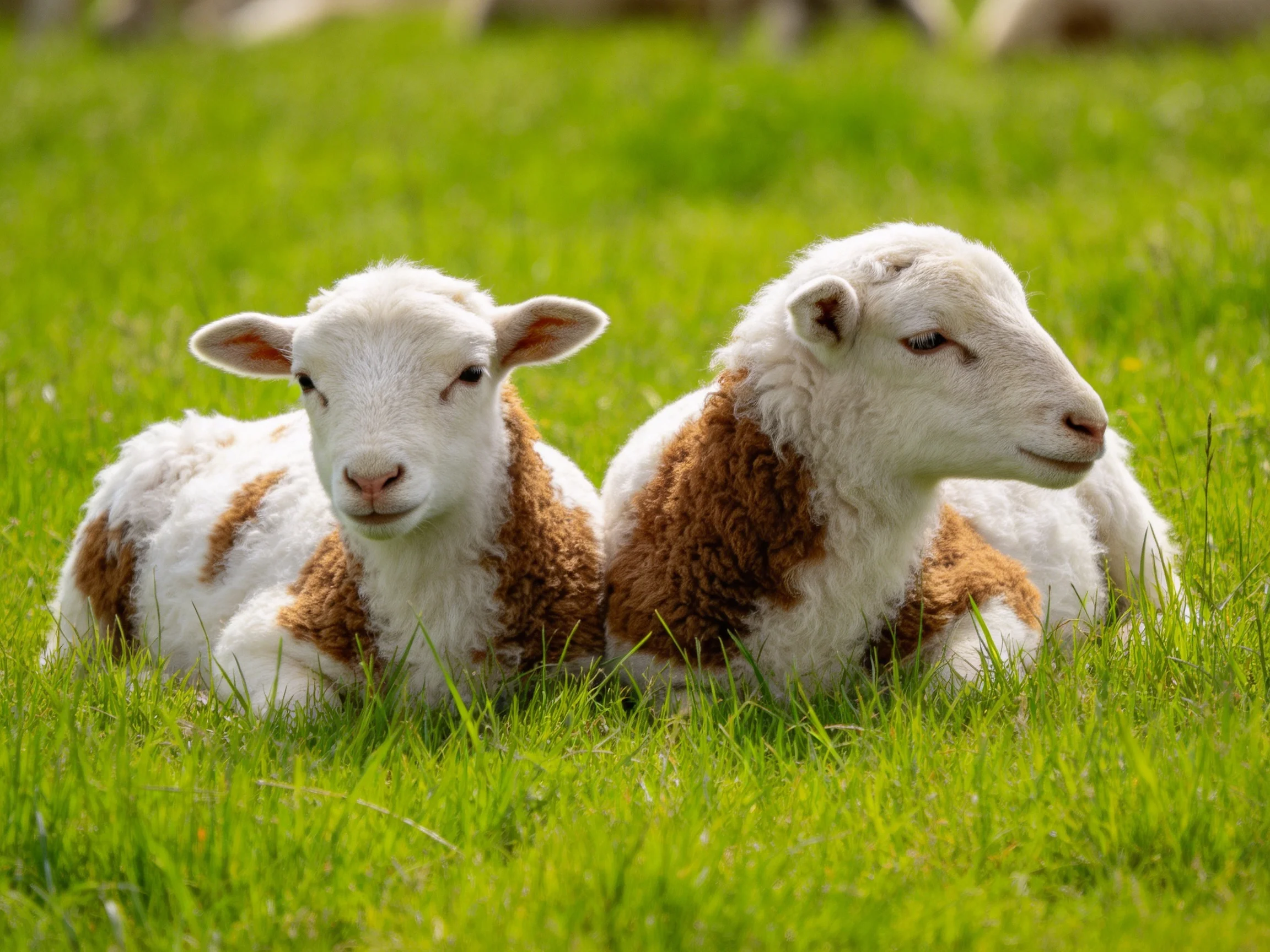Two lambs with brown patches rest in lush green grass
