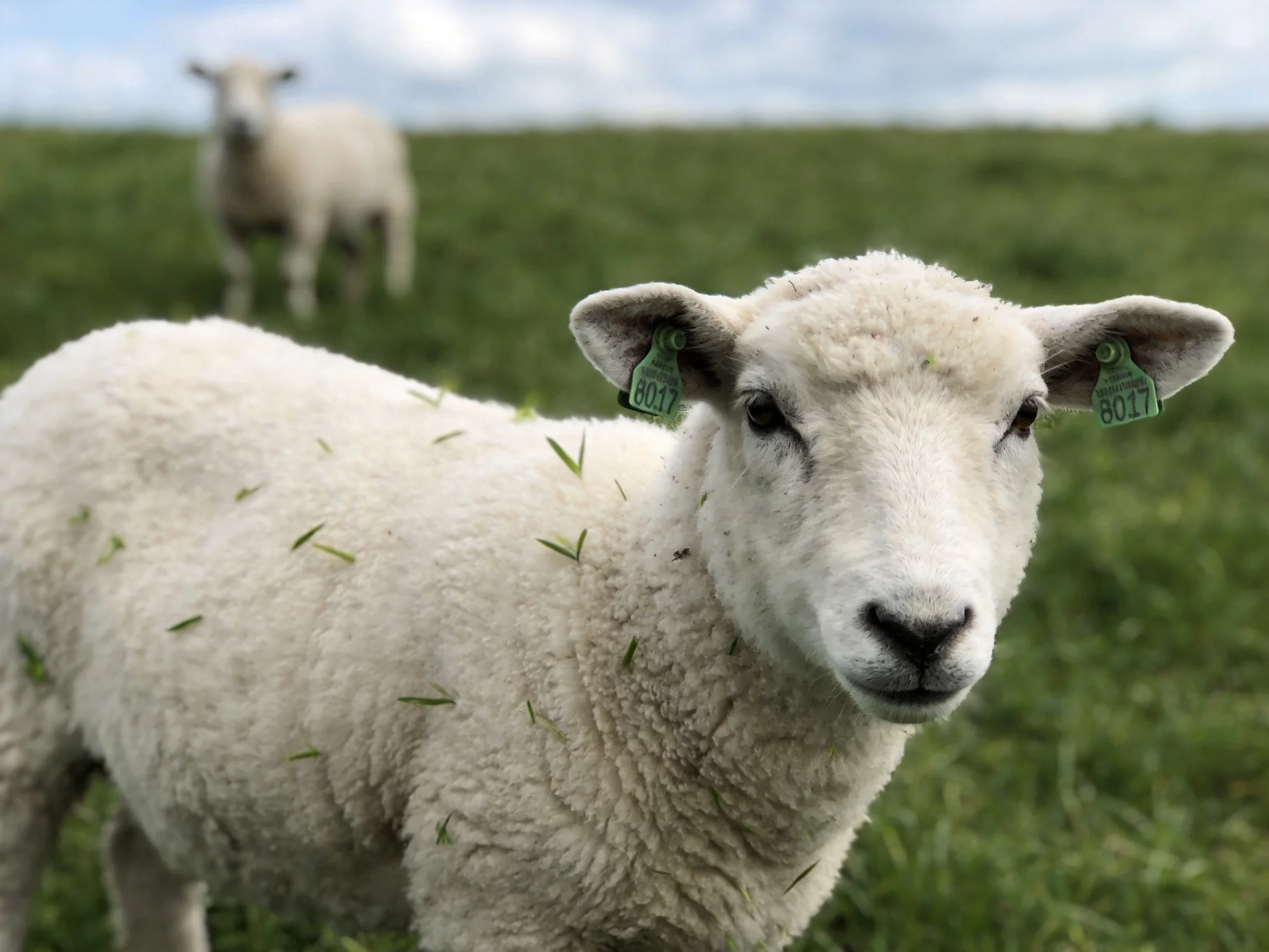 Two lambs with white wool in a green pasture, one closer