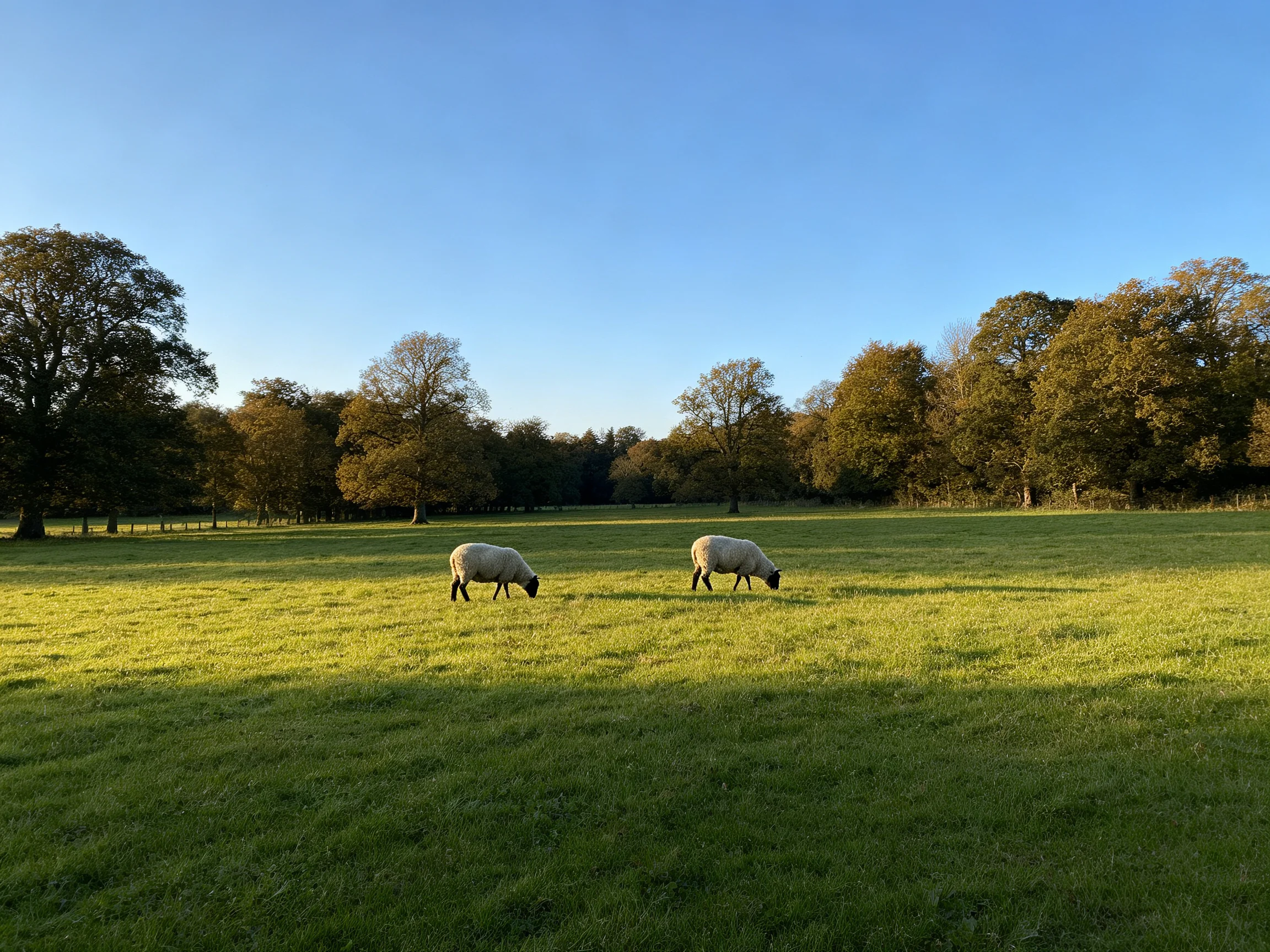 Two sheep graze in a sunlit green meadow with tall trees