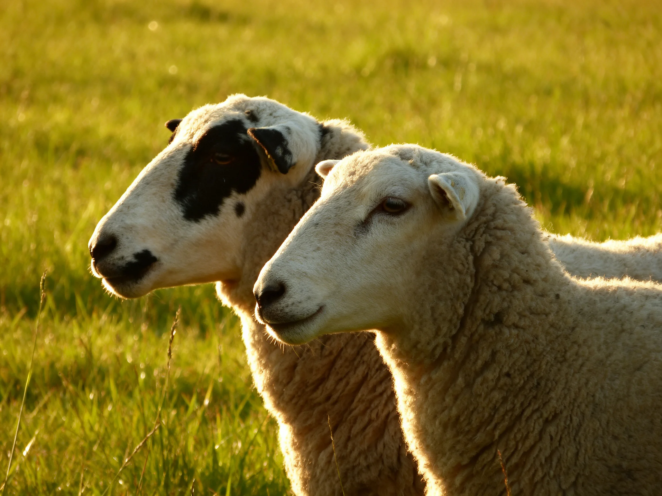 Two sheep in a sunlit green pasture with black markings