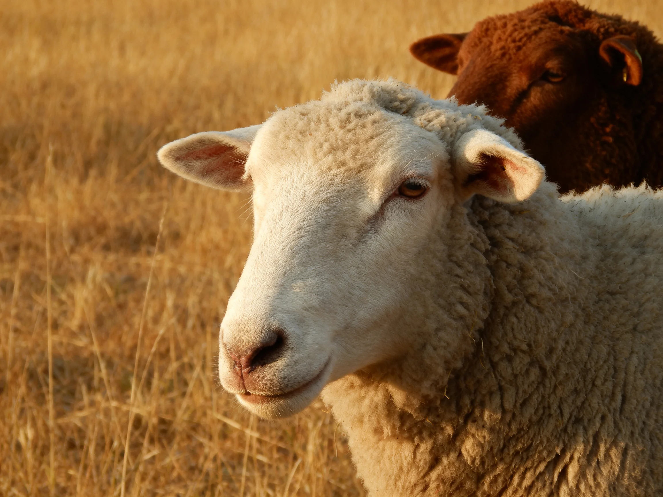 Two sheep, one white and one brown, in golden grassland