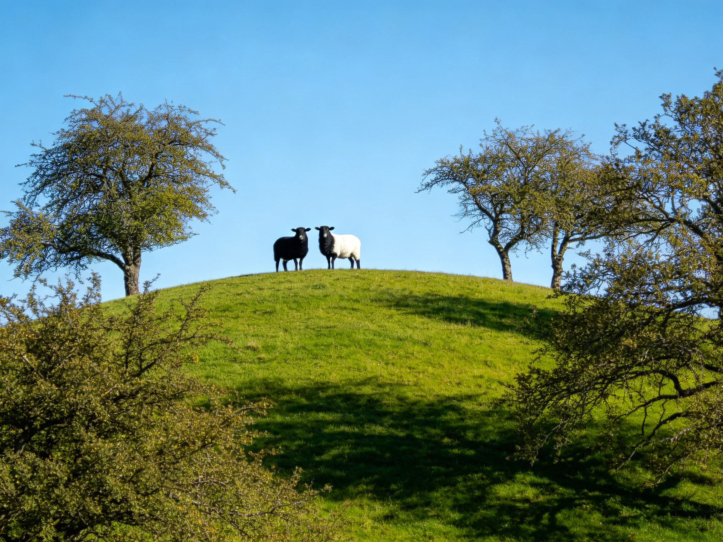 Two sheep stand atop a lush green hill with surrounding trees
