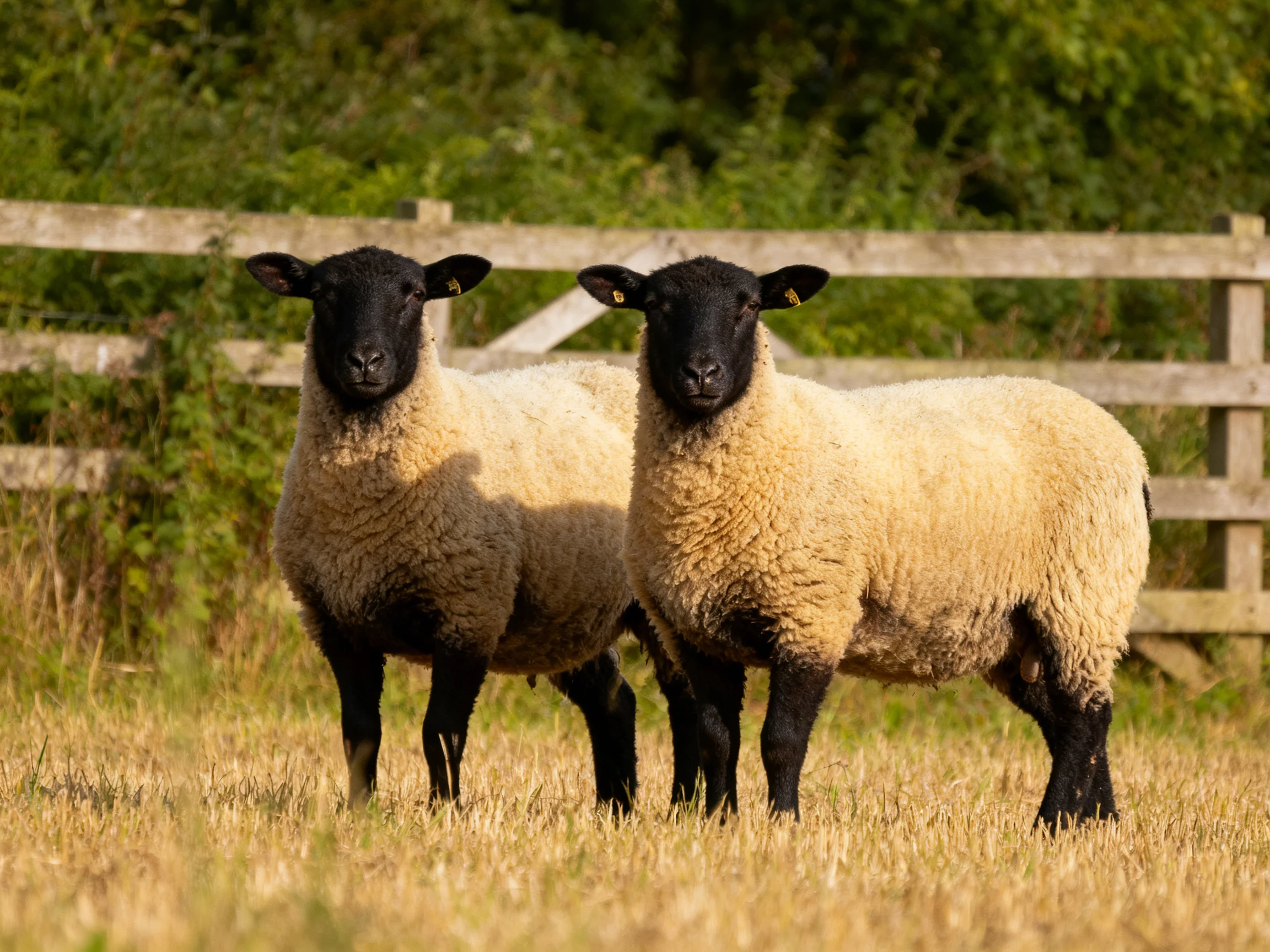 Two sheep with black faces and cream wool stand by a wooden fence
