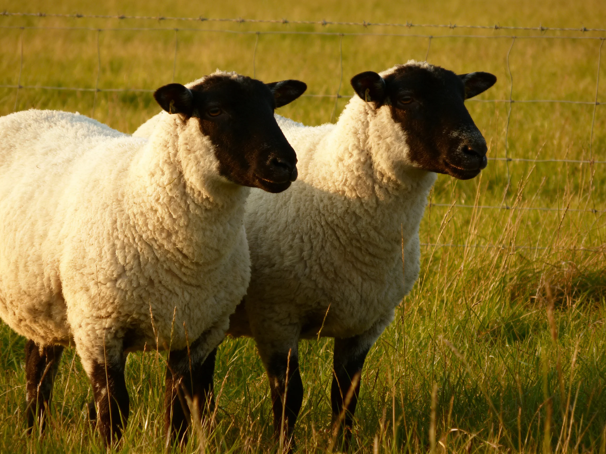 Two sheep with black faces in a sunlit grassy field