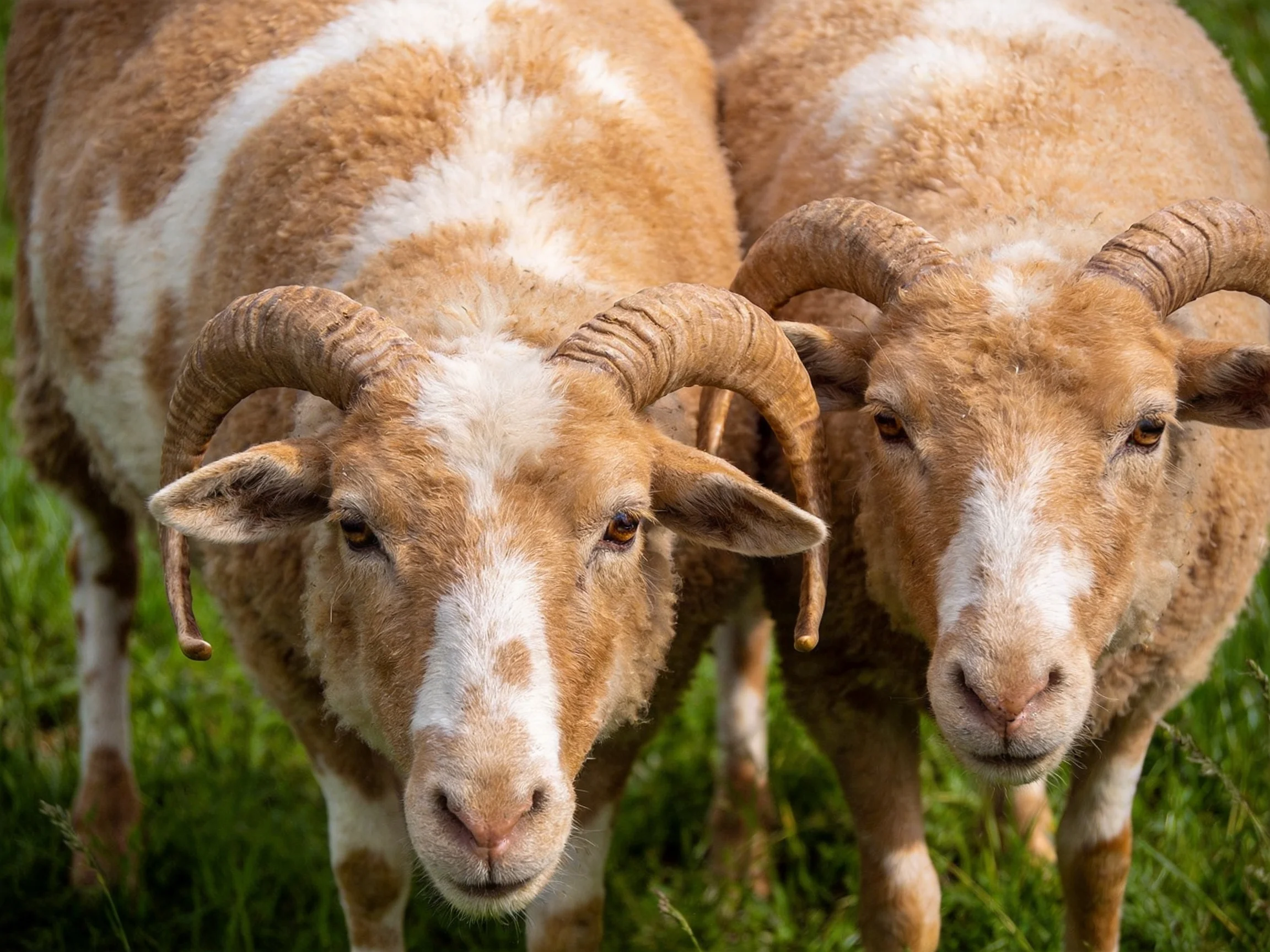 Two tan and white horned goats stand side by side in grass