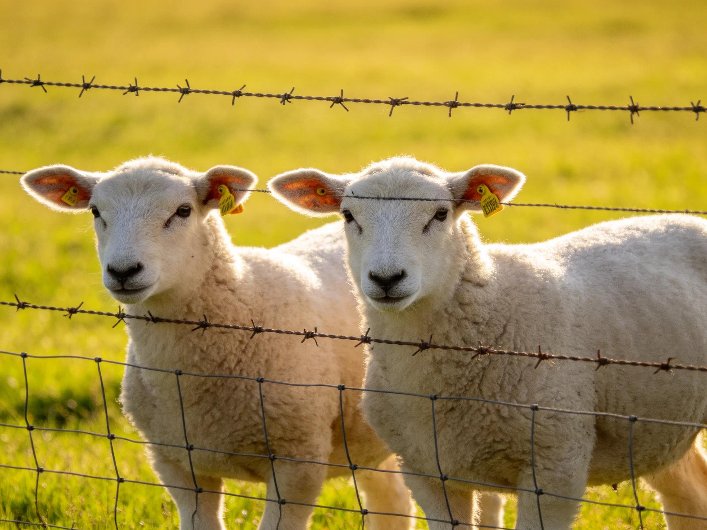 Two white lambs near barbed wire fence in green field