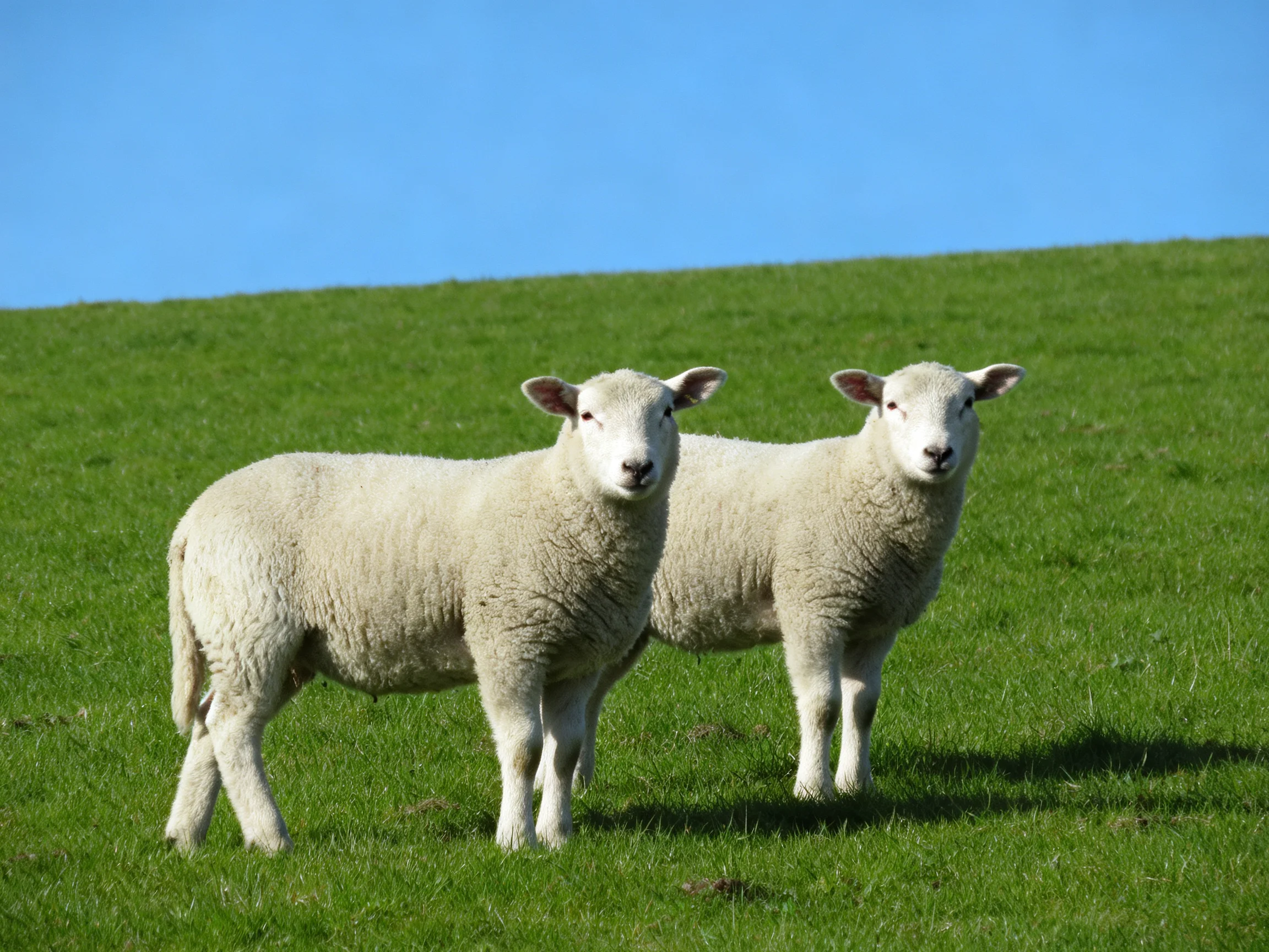 Two white lambs on a lush green hillside under a clear blue sky