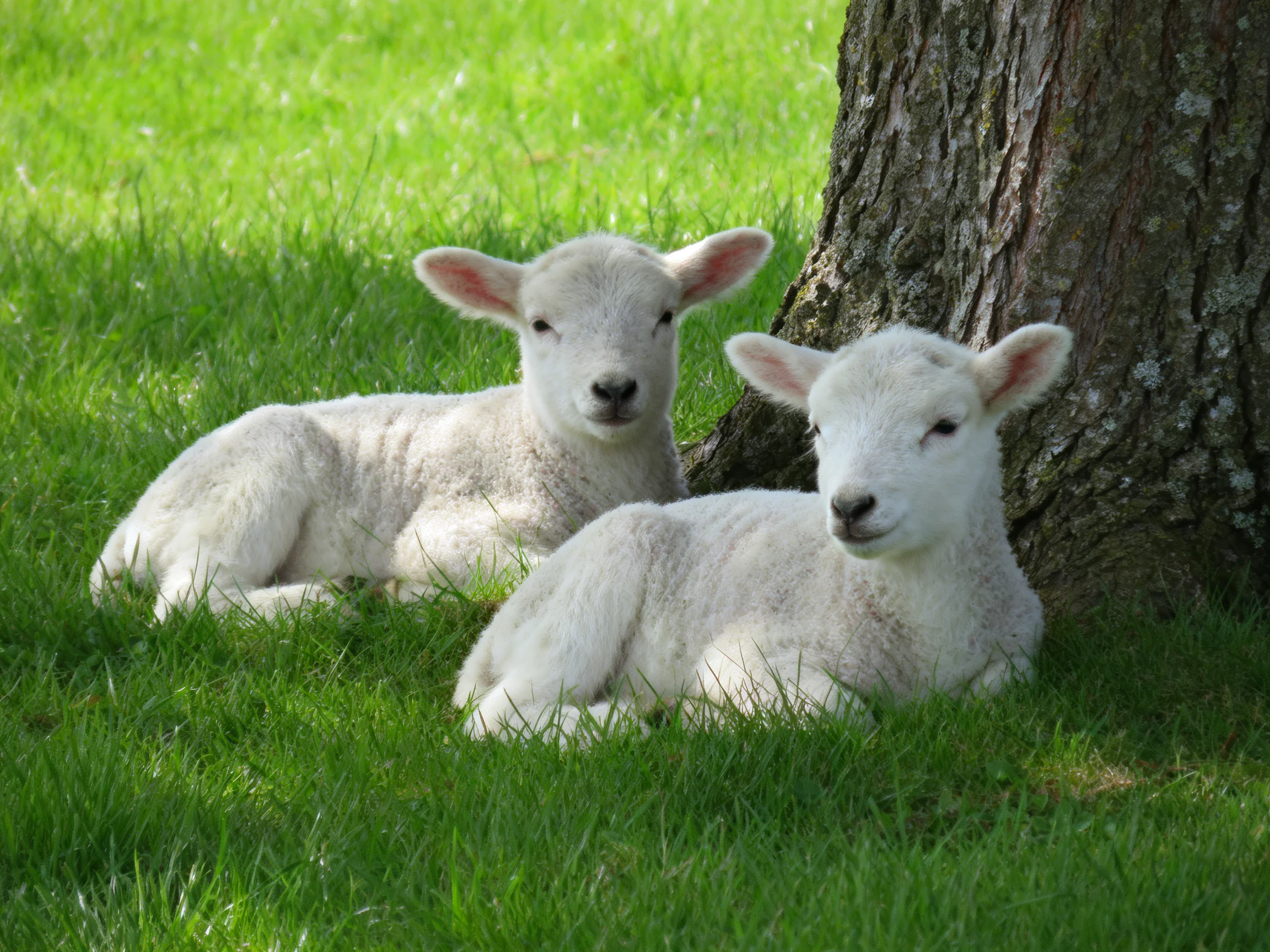 Two white lambs rest near a large tree in lush green grass