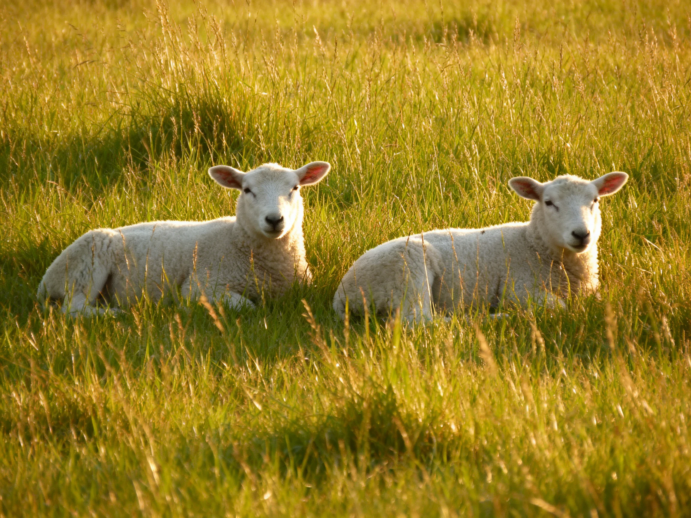 Two white lambs rest in a sunlit grassy field.