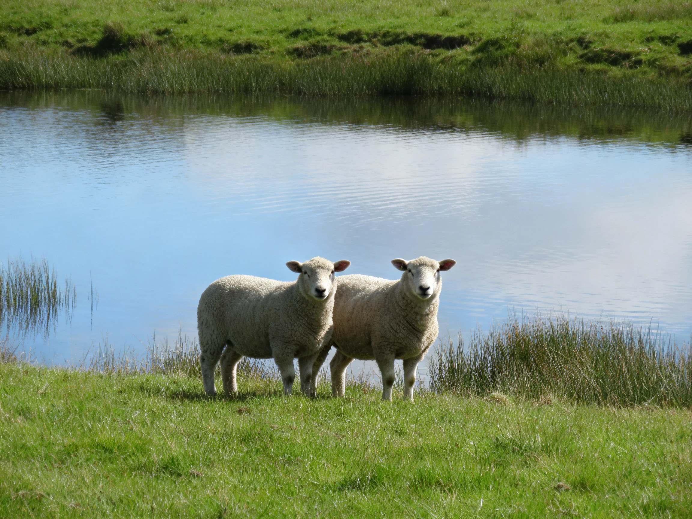 Two white sheep stand near a calm blue pond with lush green grass