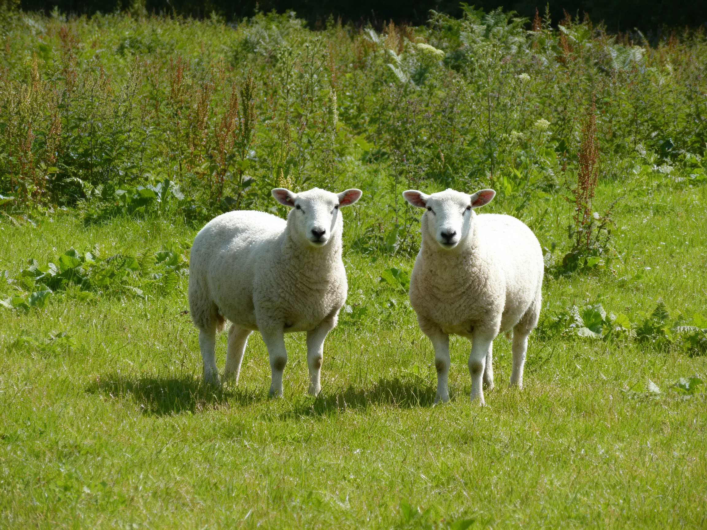 Two white sheep standing in a lush green meadow