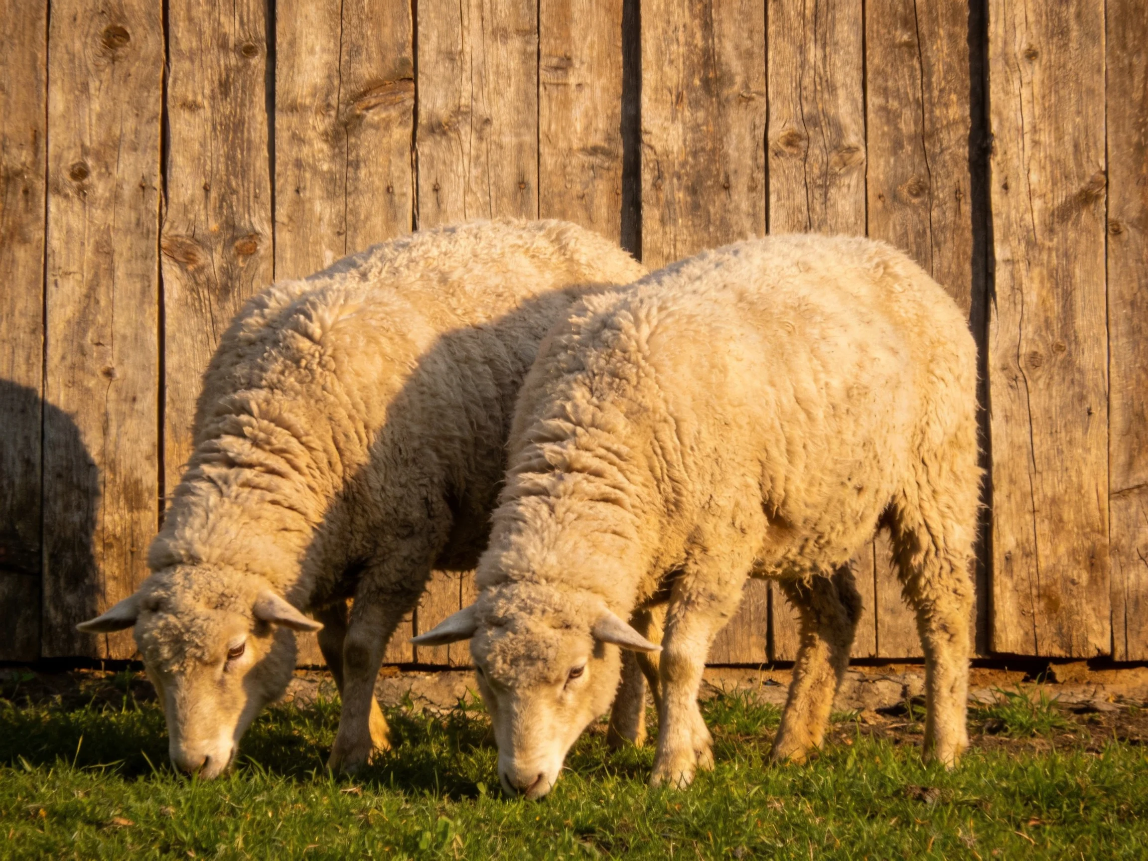 Two woolly sheep graze near an aged wooden fence with lush green grass