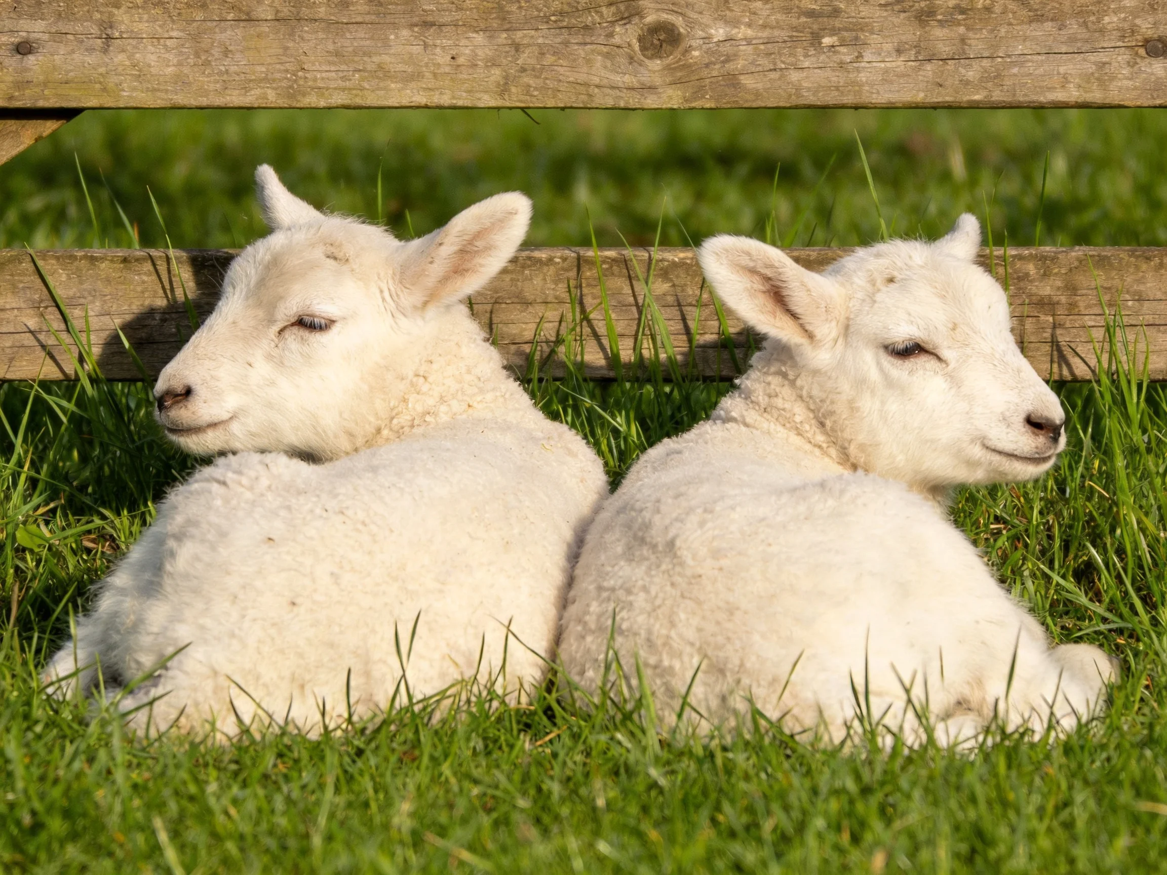 Two young lambs sit close together on grass next to a wooden fence.