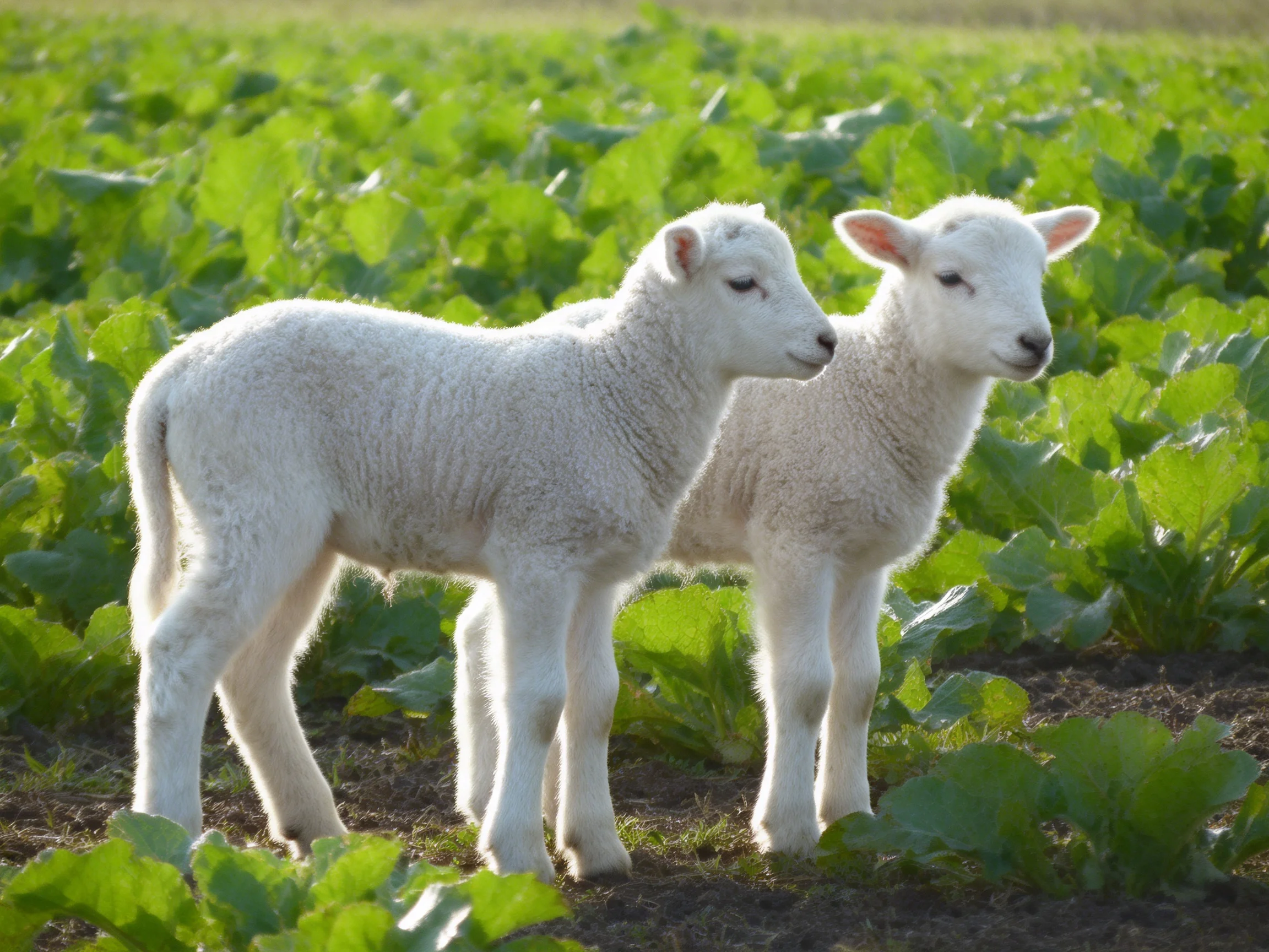 Two young lambs stand in a lush green leafy field