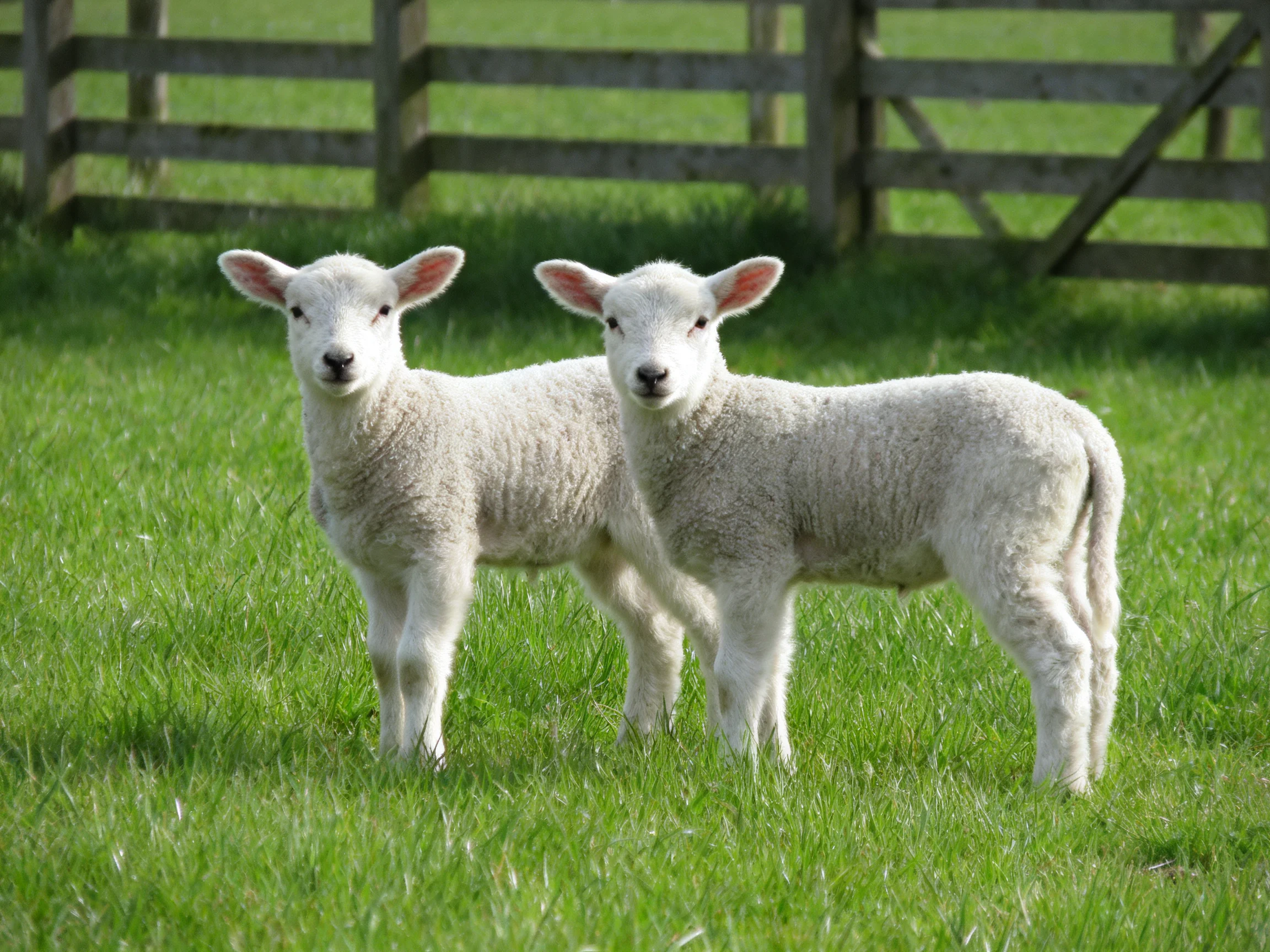 Two young sheep on green grass near a wooden fence