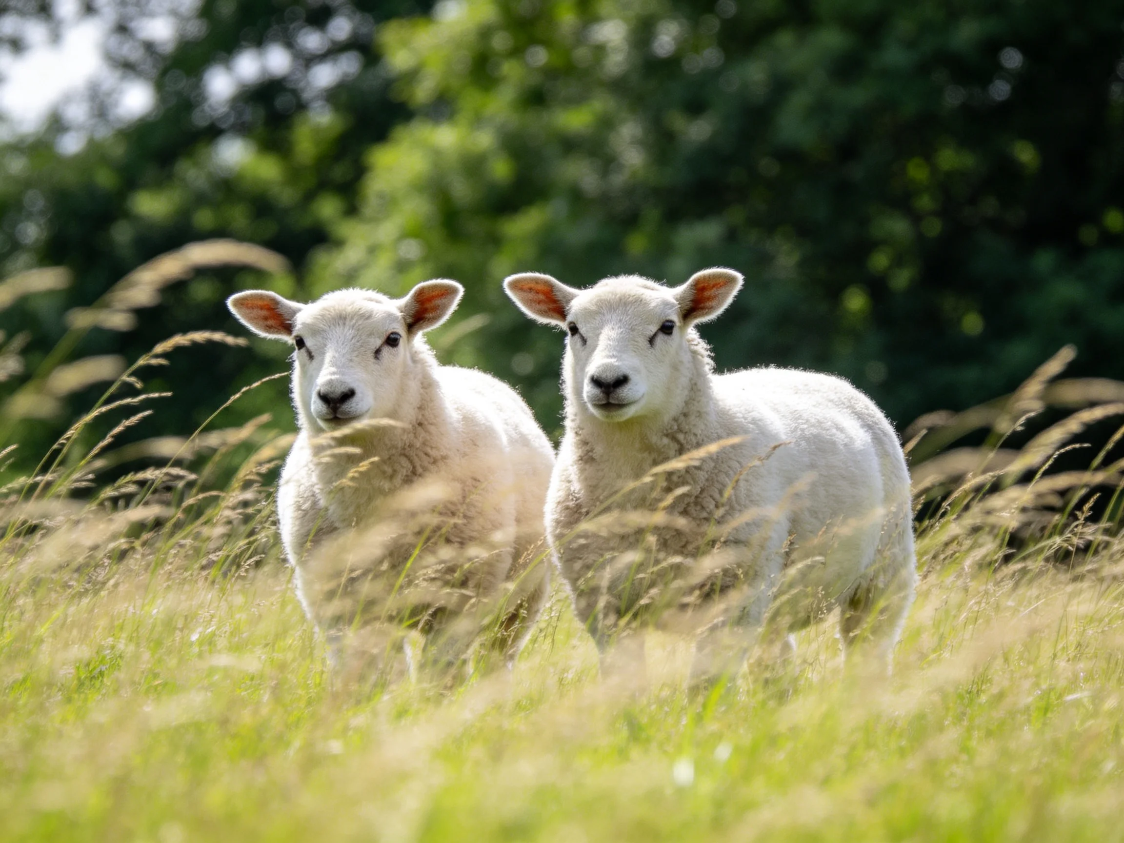 Two young white lambs in a sunlit grassy meadow with trees