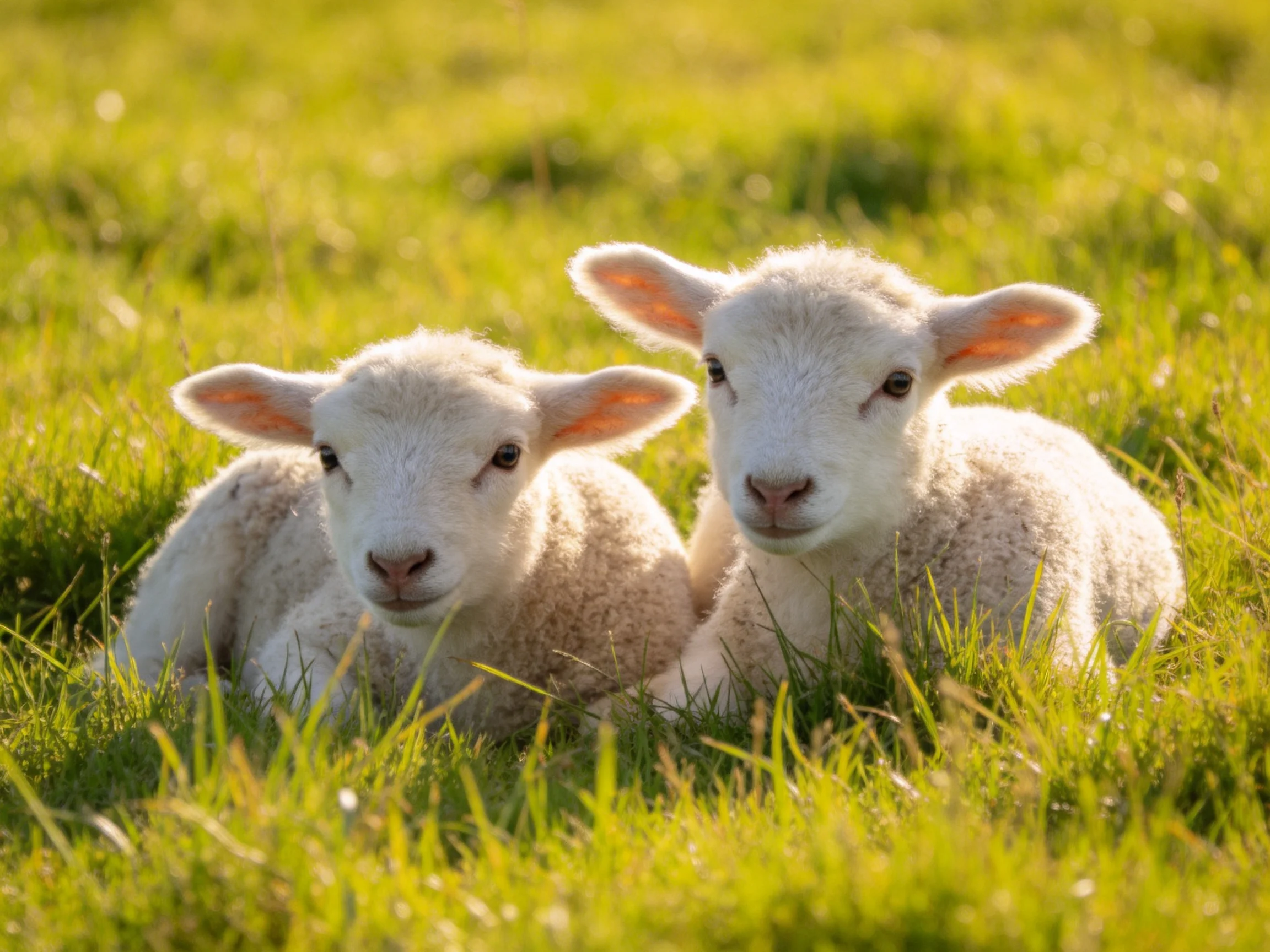 Two young white lambs nestled in vibrant green grass