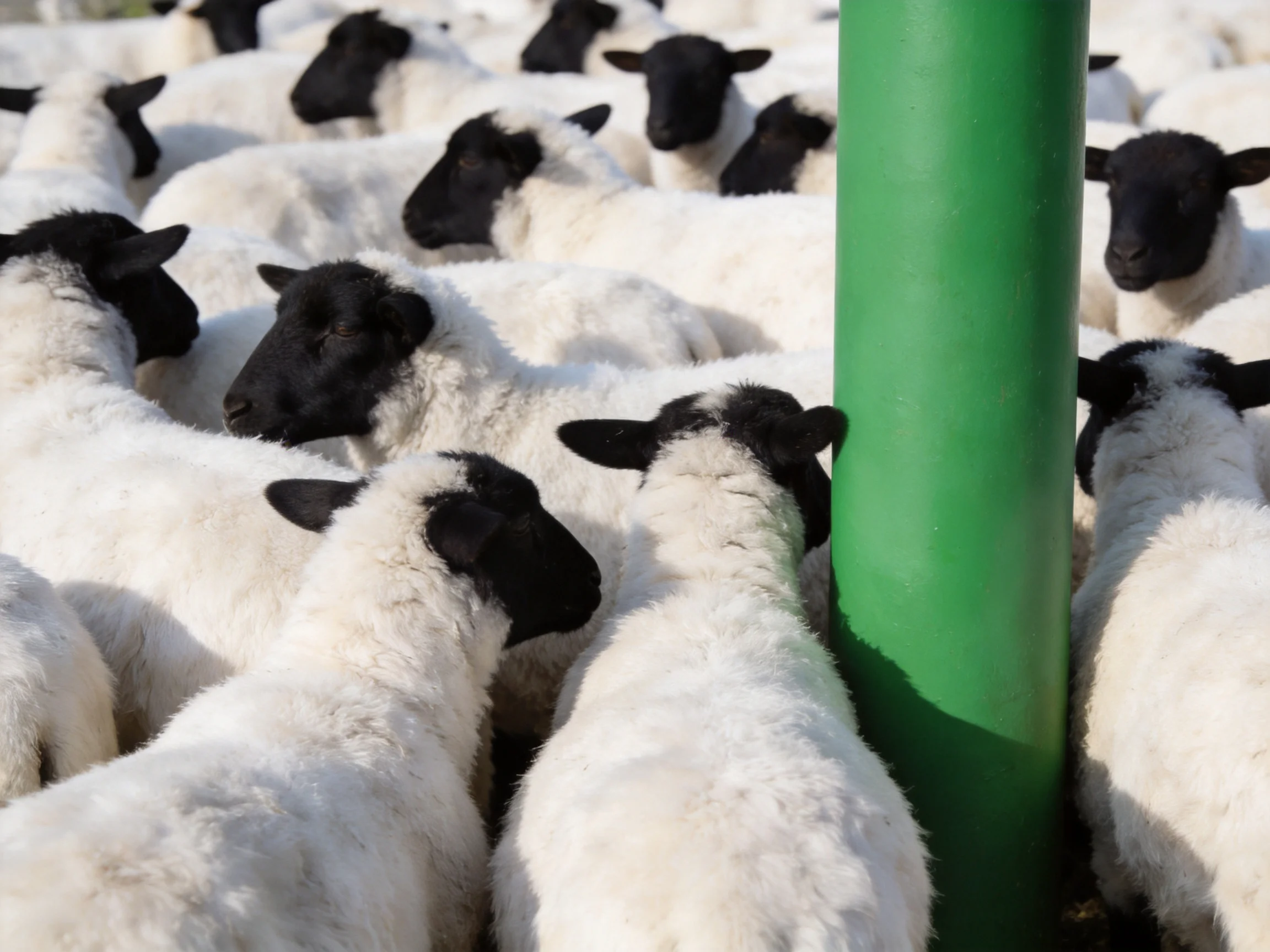 White-faced black-headed sheep cluster around a bright green pole